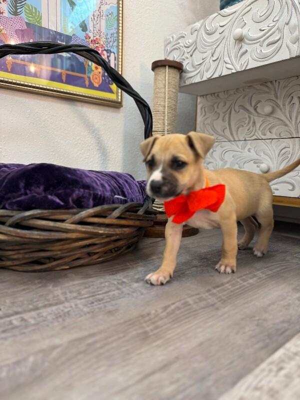 Jerry Joy — thumbnail 3