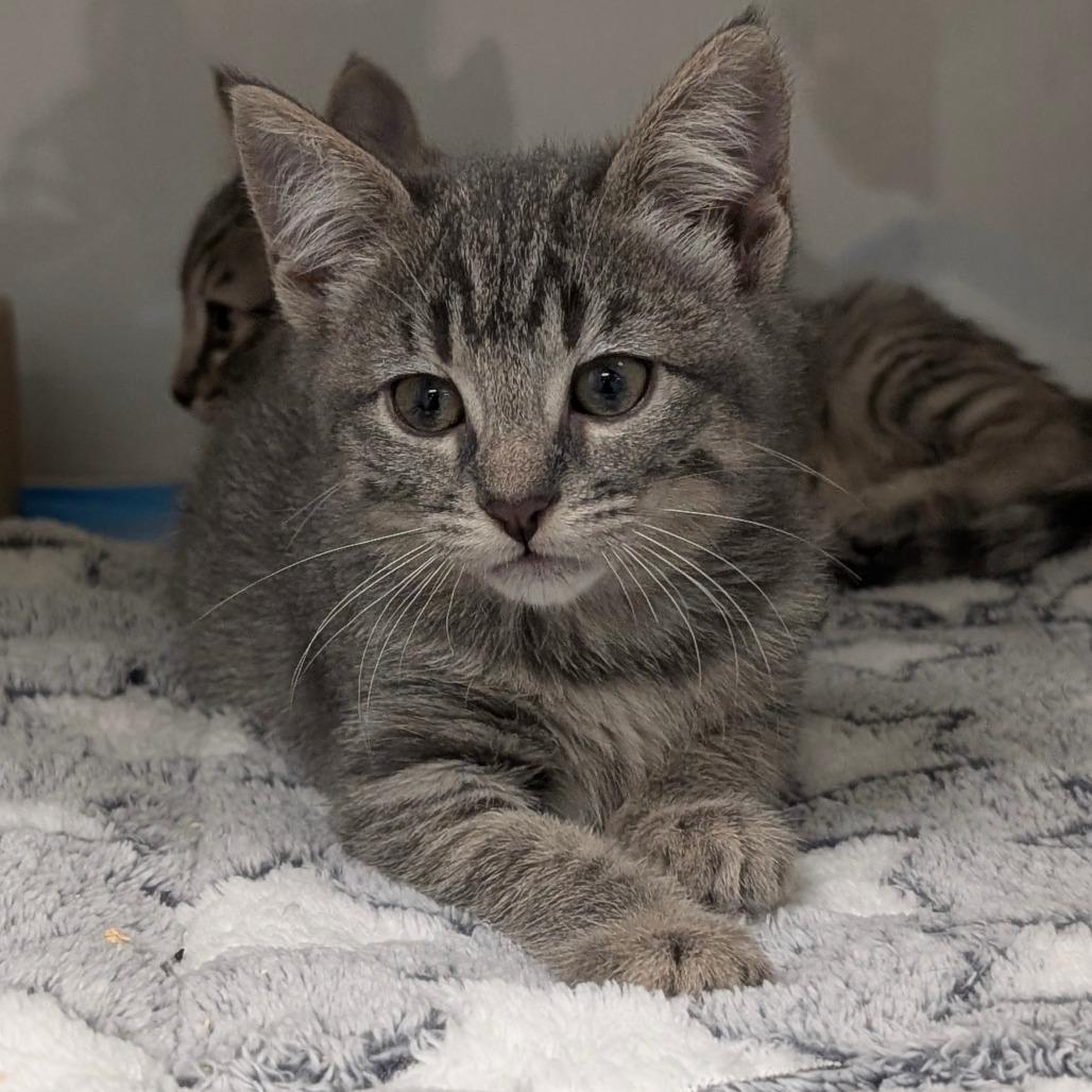 Chickadee, Adoptable, Kitten Female Domestic Short Hair.