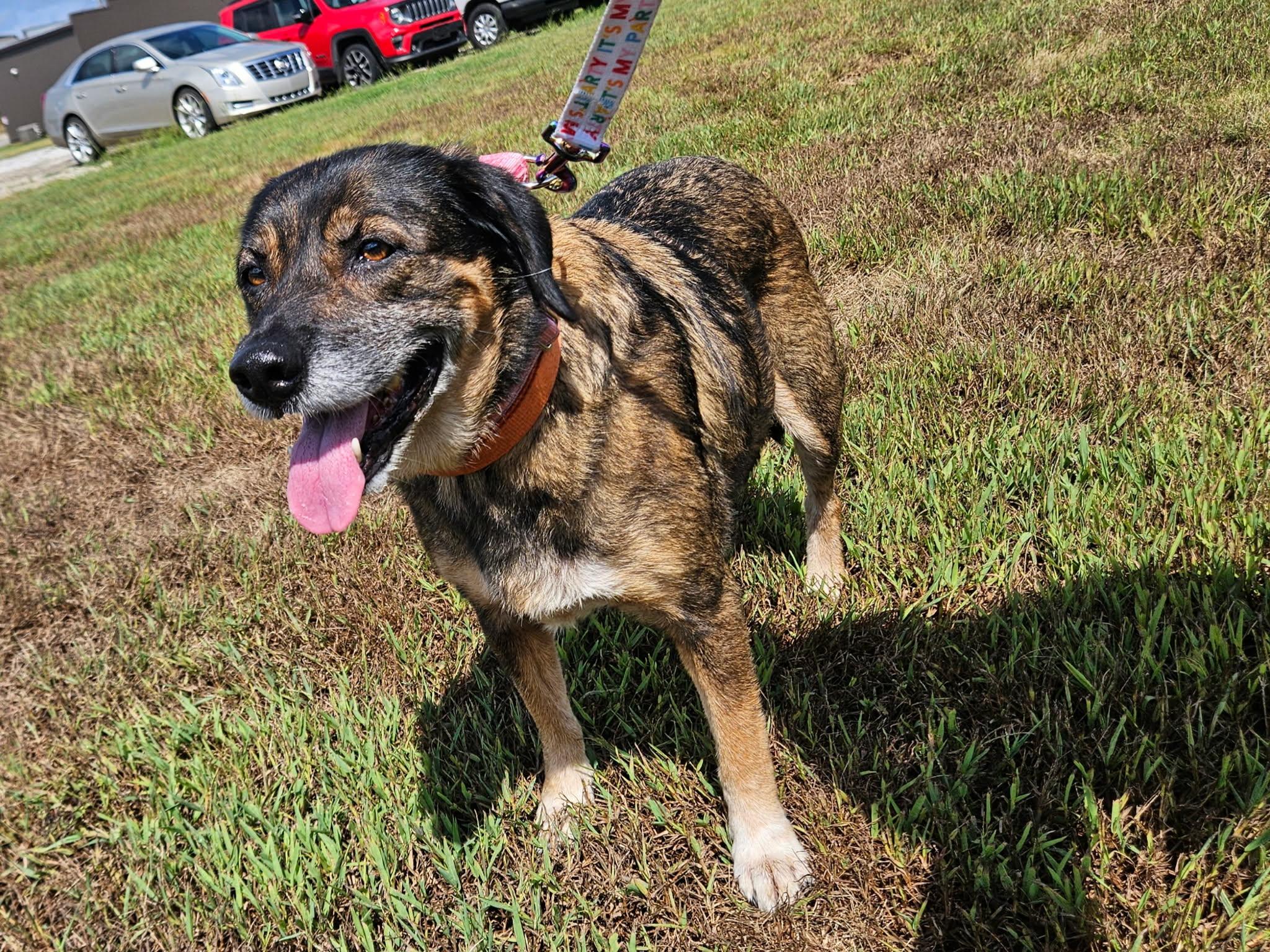 Enlarge Rinnie, a Adoptable mixed breed in Hilham, TN image 1/5