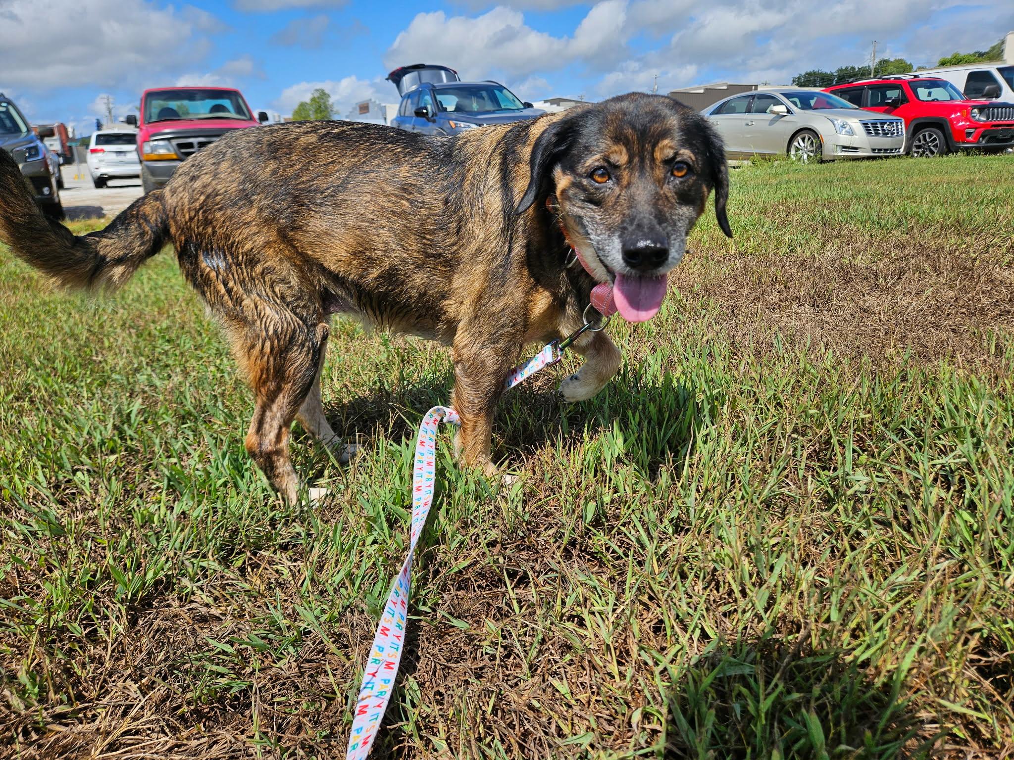 Enlarge Rinnie, a Adoptable mixed breed in Hilham, TN image 2/5