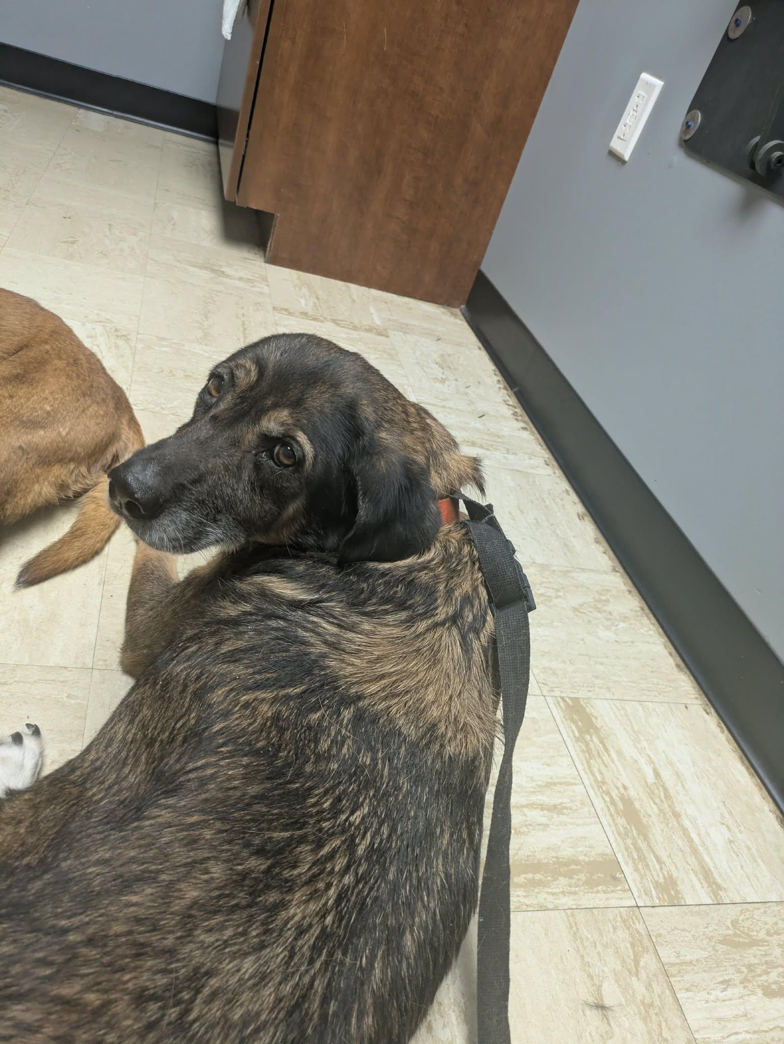 Enlarge Rinnie, a Adoptable mixed breed in Hilham, TN image 5/5