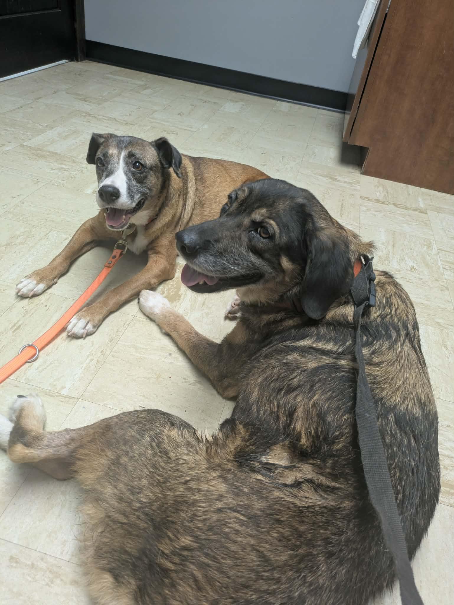 Enlarge Rinnie, a Adoptable mixed breed in Hilham, TN image 4/5