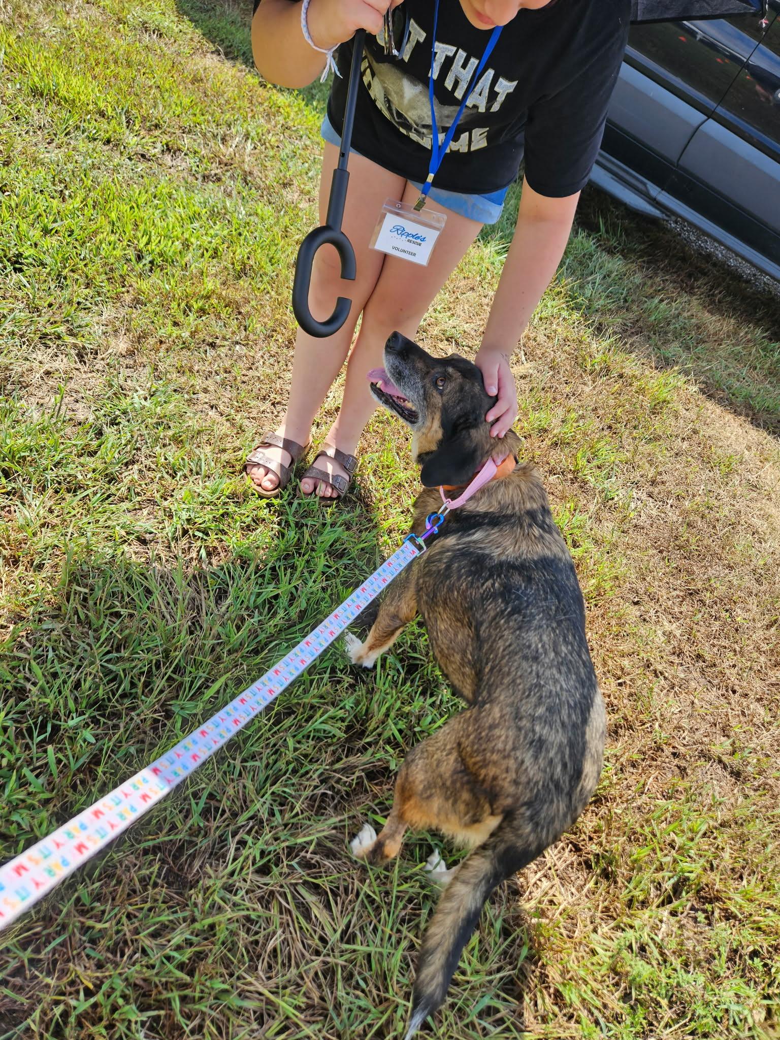 Enlarge Rinnie, a Adoptable mixed breed in Hilham, TN image 3/5
