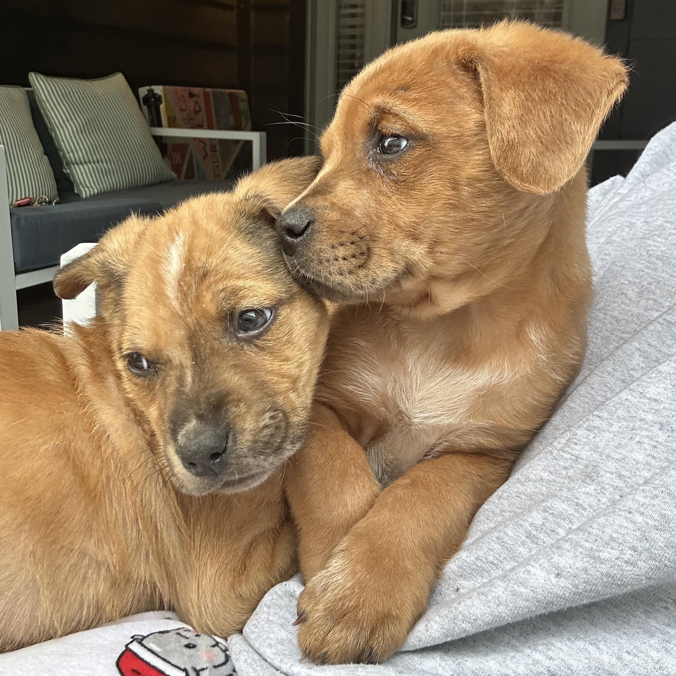 Morgan — thumbnail 4