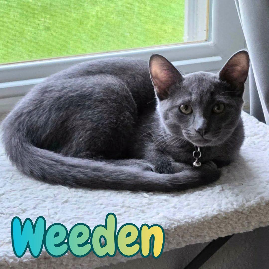 Enlarge Weeden -Russian Blue Mix Boy-, a Adoptable mixed breed in Riverview, FL image 3/6