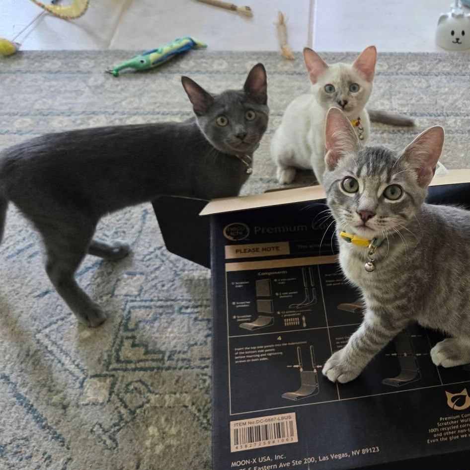 Enlarge Weeden -Russian Blue Mix Boy-, a Adoptable mixed breed in Riverview, FL image 5/6