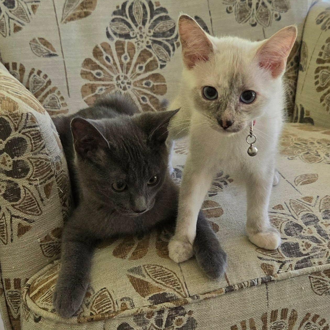 Enlarge Sparrow & Weeden -Bonded Sibling Pair-, a Adoptable mixed breed in Riverview, FL image 4/5