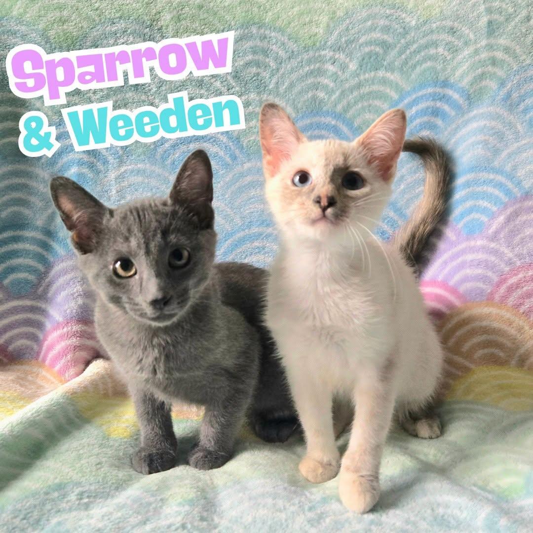Enlarge Sparrow & Weeden -Bonded Sibling Pair-, a Adoptable mixed breed in Riverview, FL image 1/5