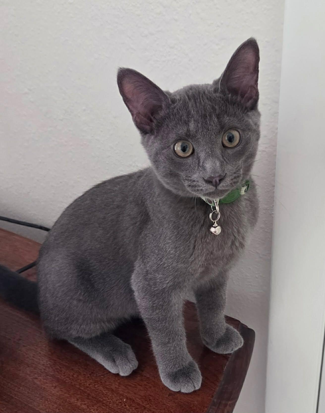 Enlarge Weeden -Russian Blue Mix Boy-, a Adoptable mixed breed in Riverview, FL image 6/6