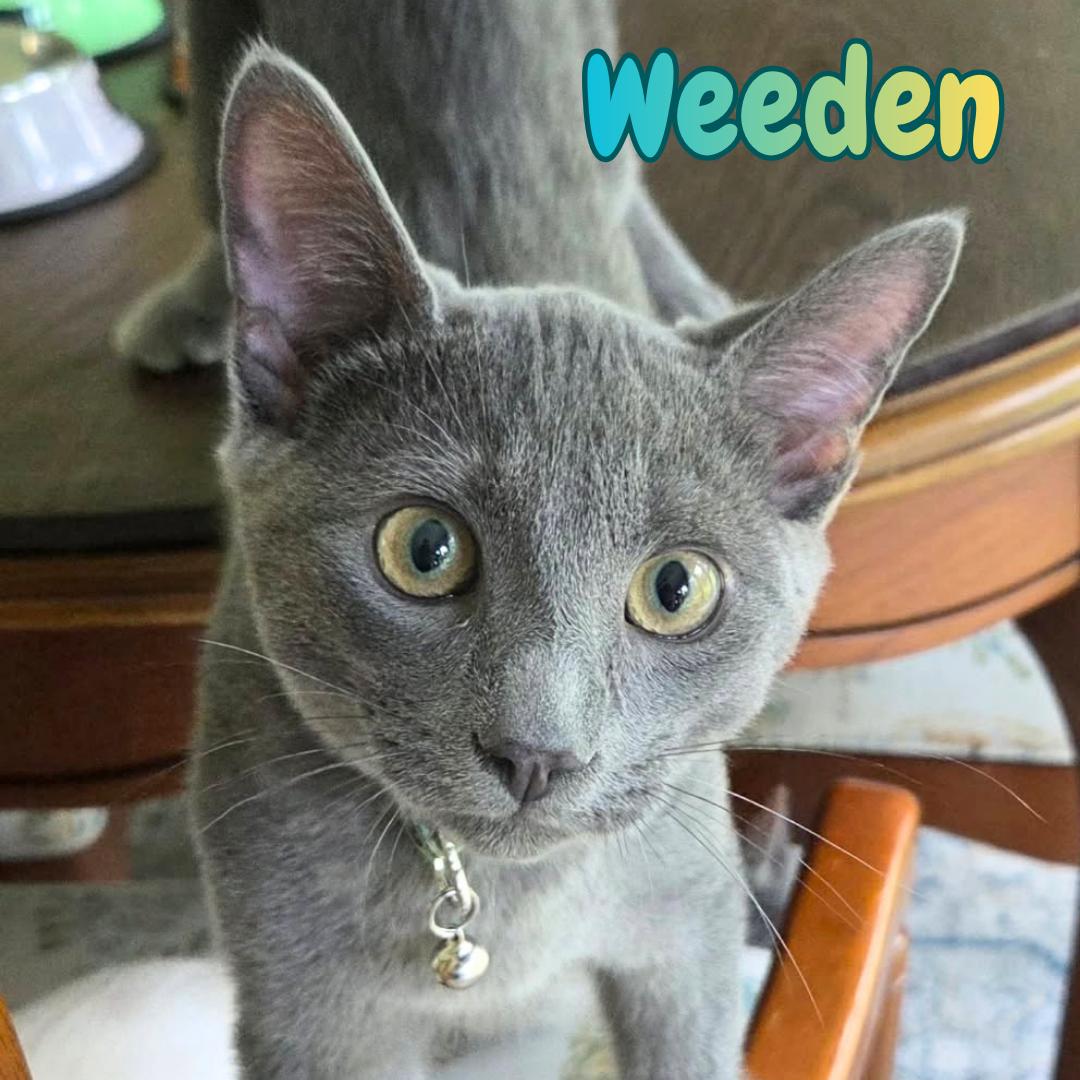 Enlarge Weeden -Russian Blue Mix Boy-, a Adoptable mixed breed in Riverview, FL image 2/6