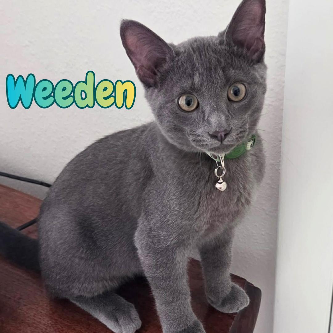 Enlarge Weeden -Russian Blue Mix Boy-, a Adoptable mixed breed in Riverview, FL image 1/6