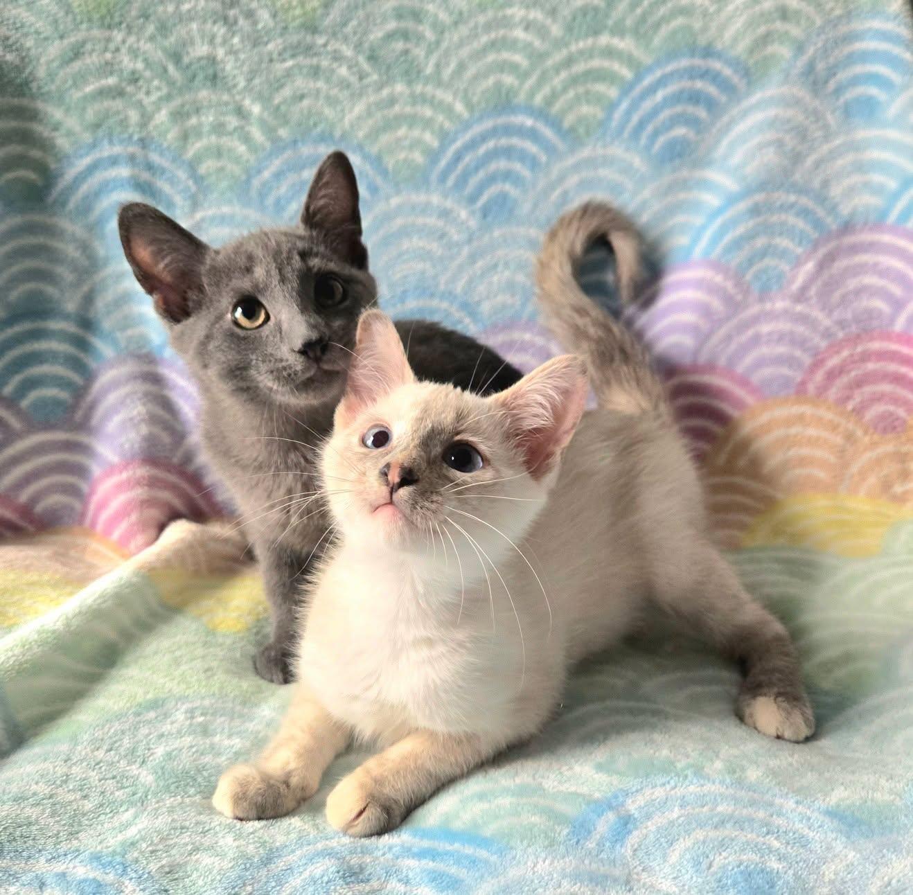 Enlarge Sparrow & Weeden -Bonded Sibling Pair-, a Adoptable mixed breed in Riverview, FL image 3/5