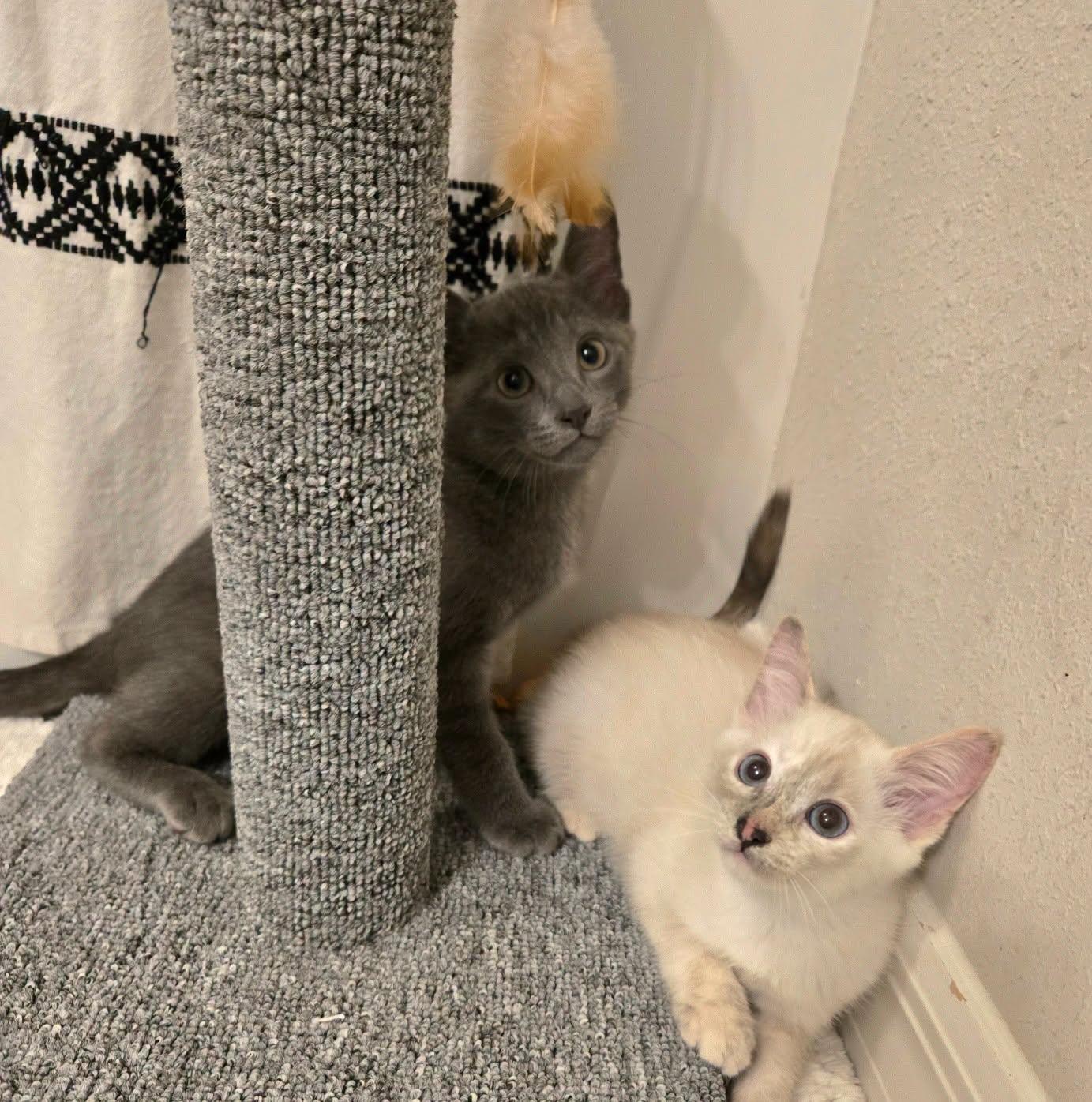 Enlarge Sparrow & Weeden -Bonded Sibling Pair-, a Adoptable mixed breed in Riverview, FL image 5/5