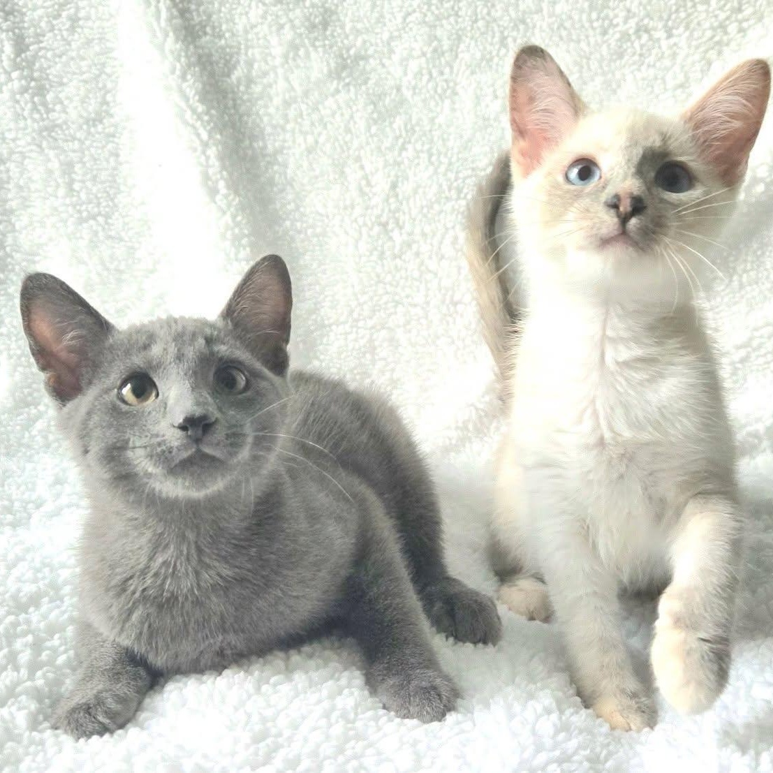 Enlarge Sparrow & Weeden -Bonded Sibling Pair-, a Adoptable mixed breed in Riverview, FL image 2/5