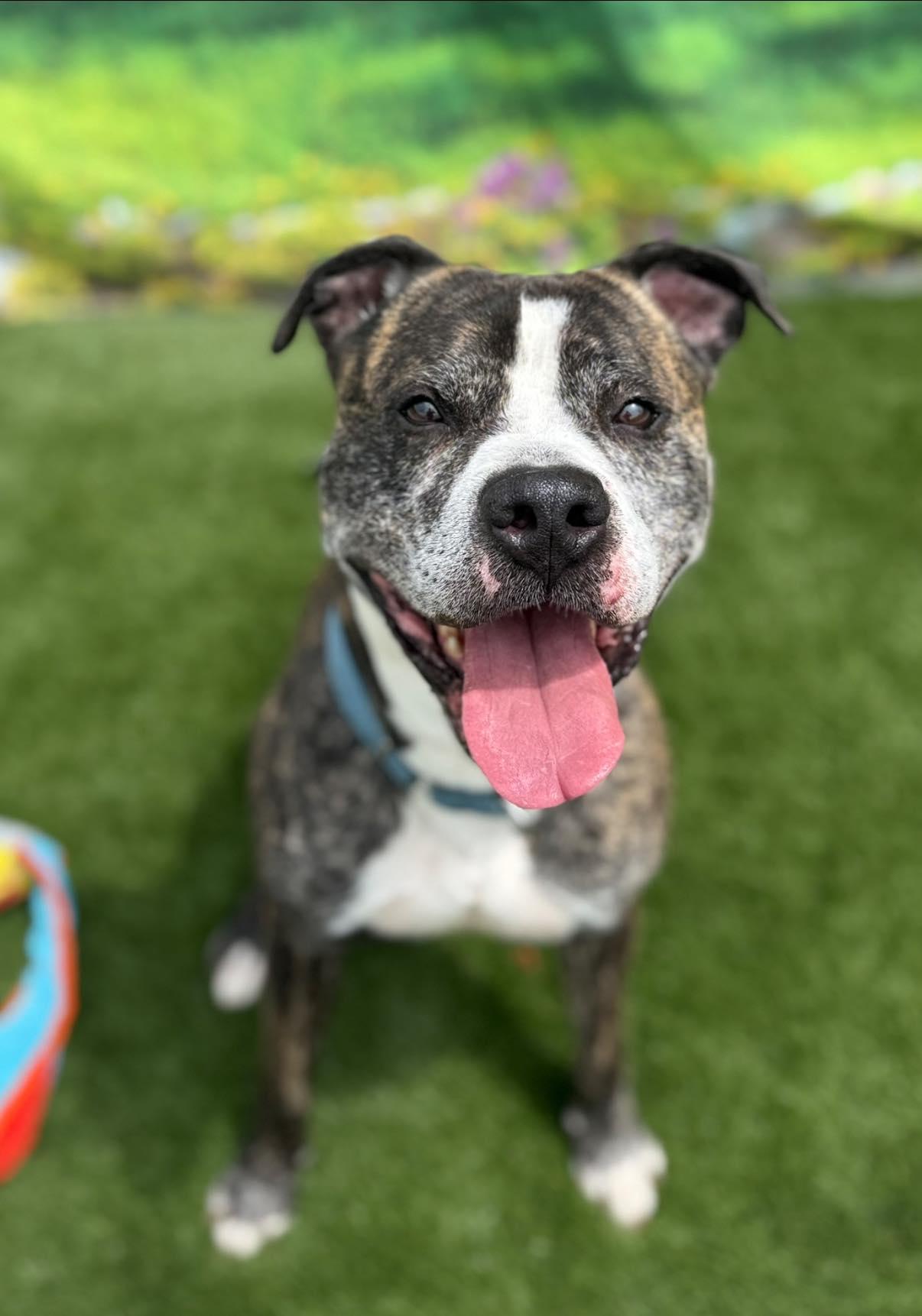 Jamo, Adoptable, Adult Male Mixed Breed.