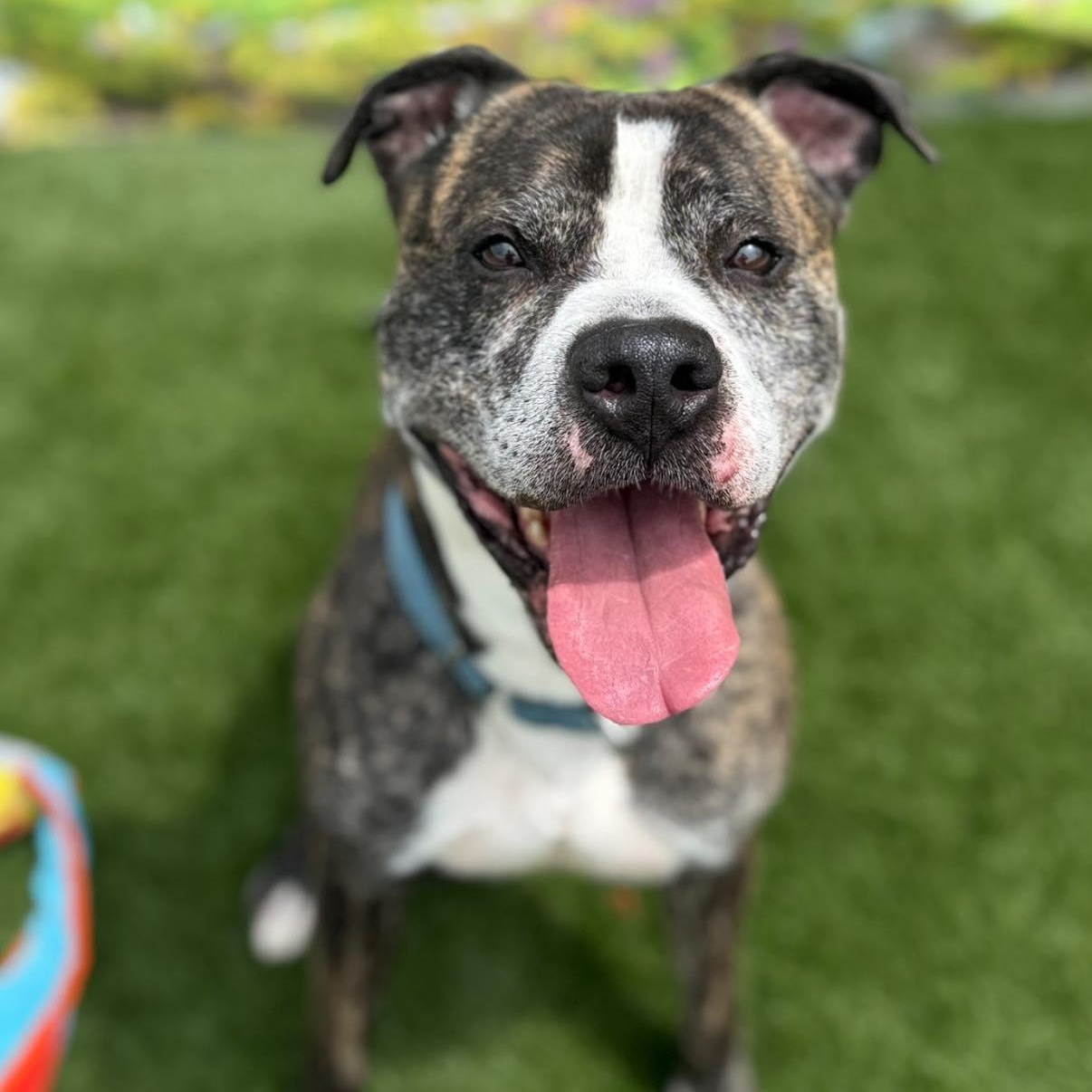Jamo, a Adoptable Mixed Breed in Warren, OH image 1/6