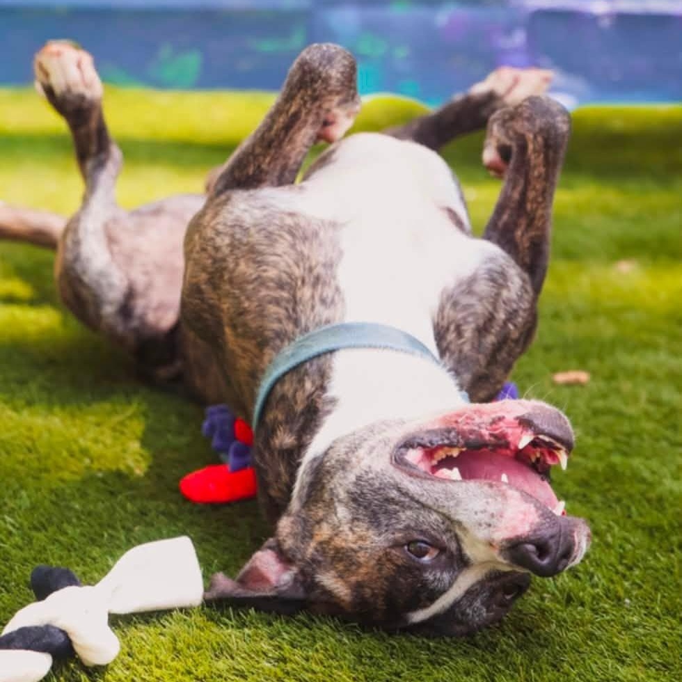 Jamo, a Adoptable Mixed Breed in Warren, OH image 3/6