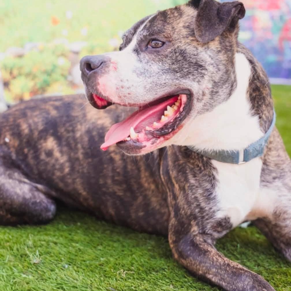 Jamo, a Adoptable Mixed Breed in Warren, OH image 2/6