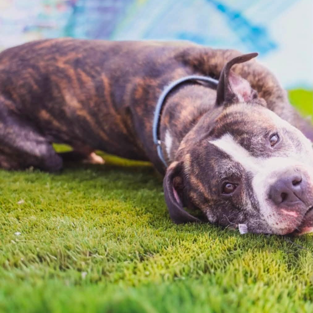 Jamo, a Adoptable Mixed Breed in Warren, OH image 5/6