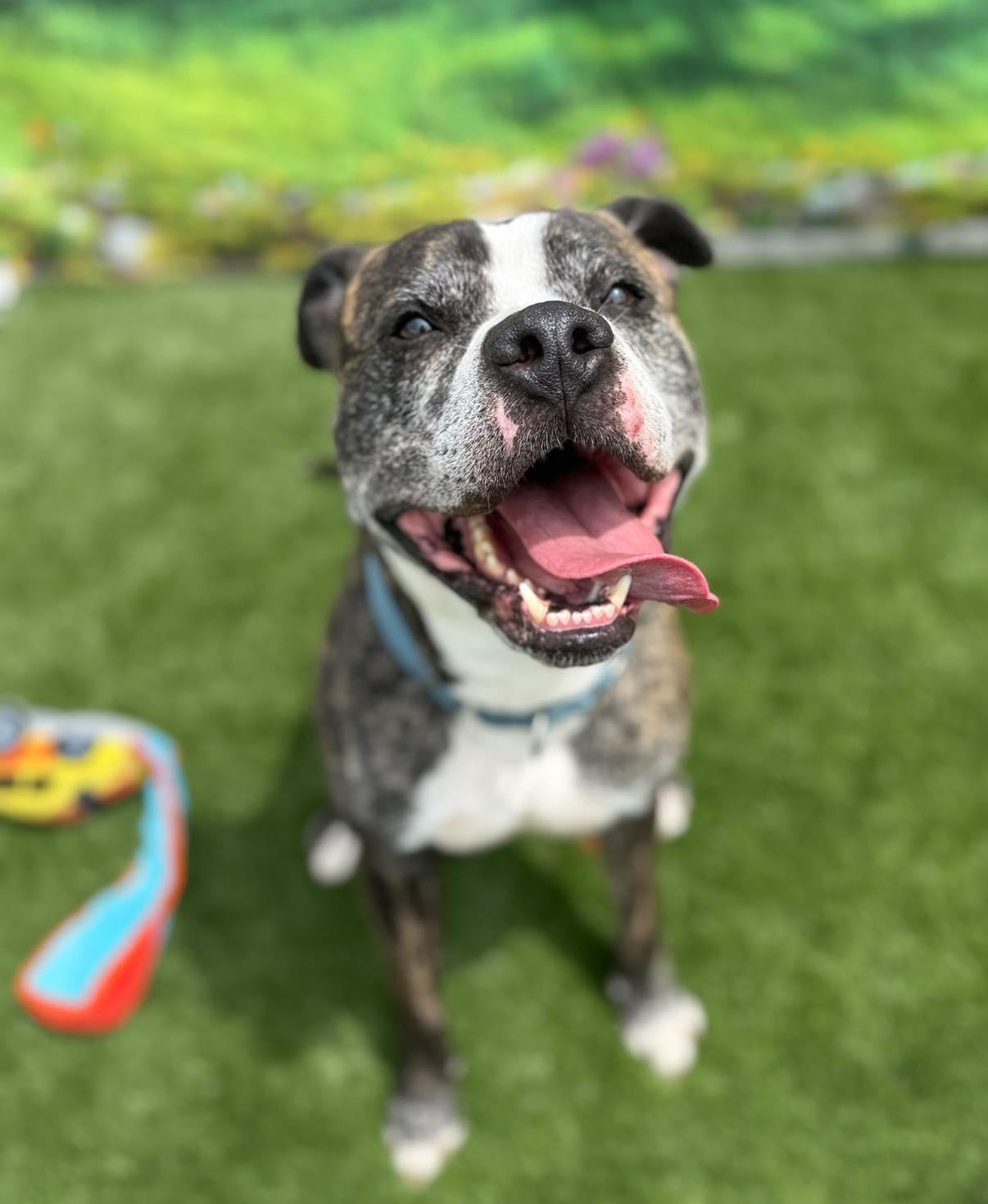 Jamo, a Adoptable Mixed Breed in Warren, OH image 6/6