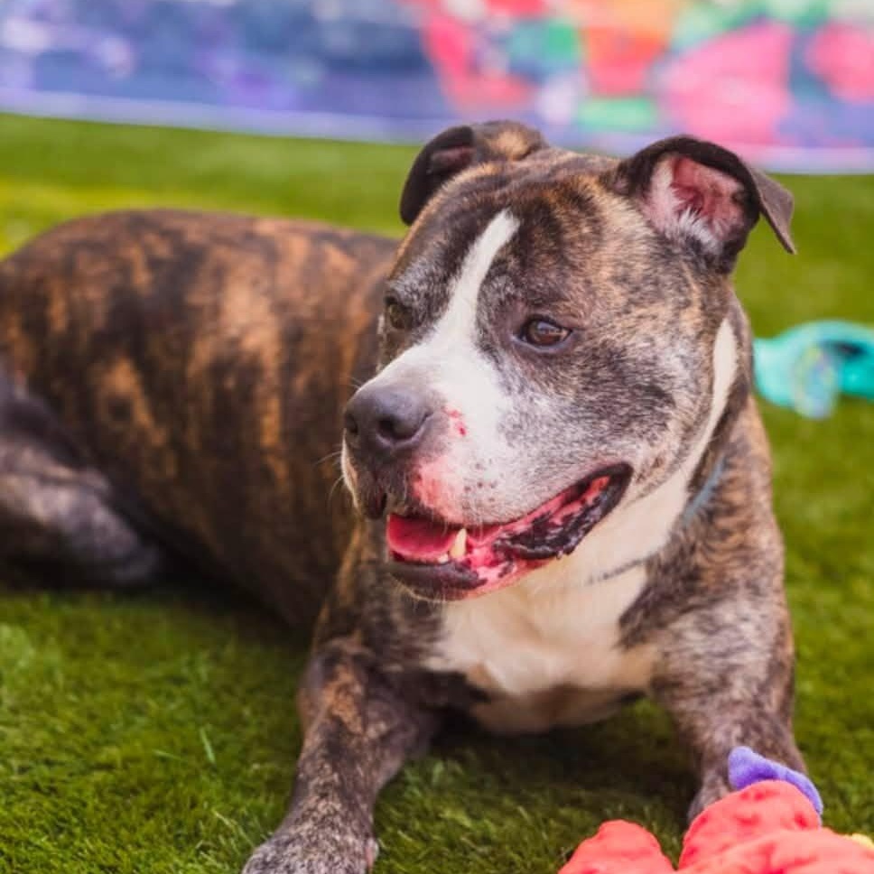 Jamo, a Adoptable Mixed Breed in Warren, OH image 4/6