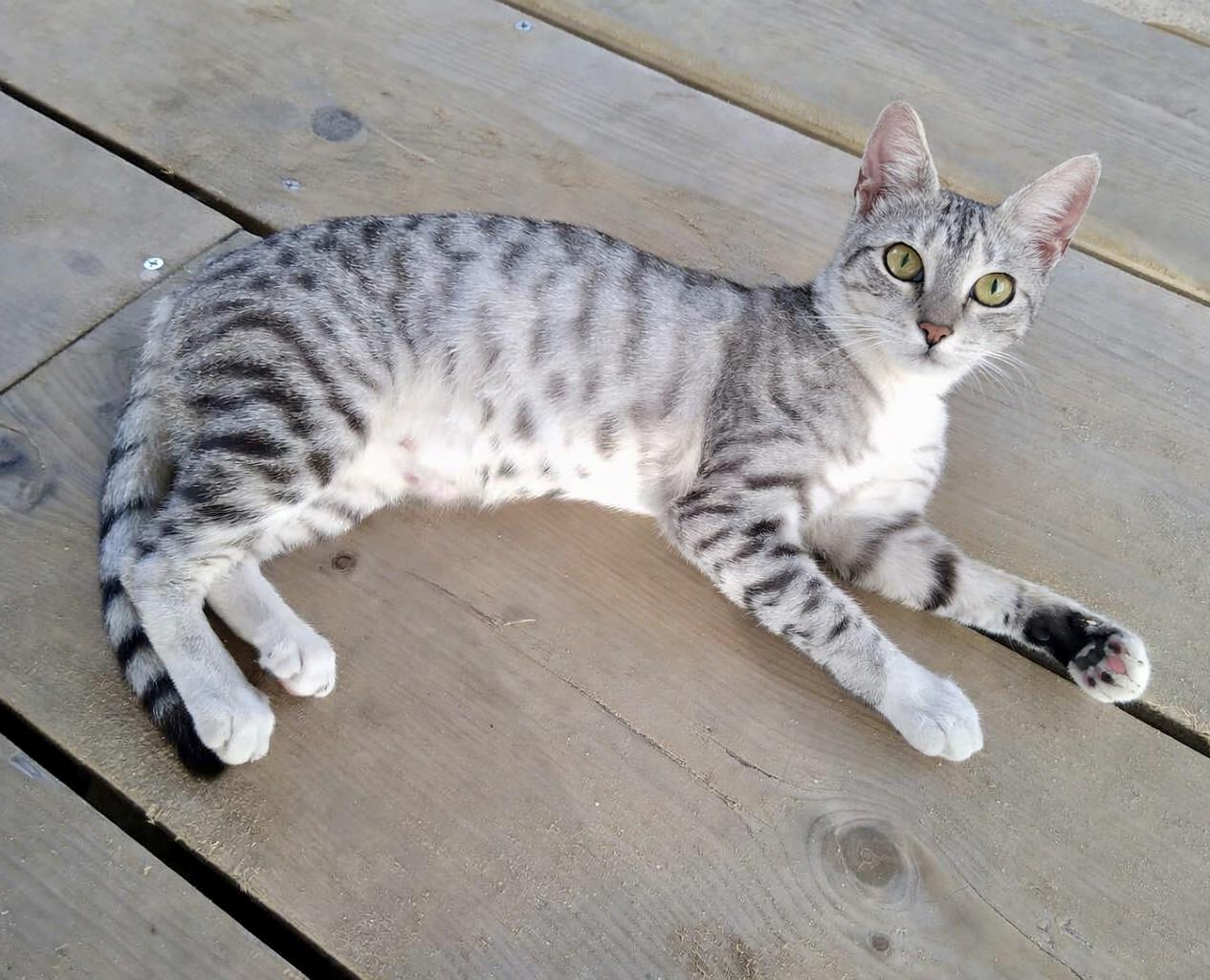 Enlarge Maddy , a ADOPTABLE mixed breed in Bethel, CT image 3/6