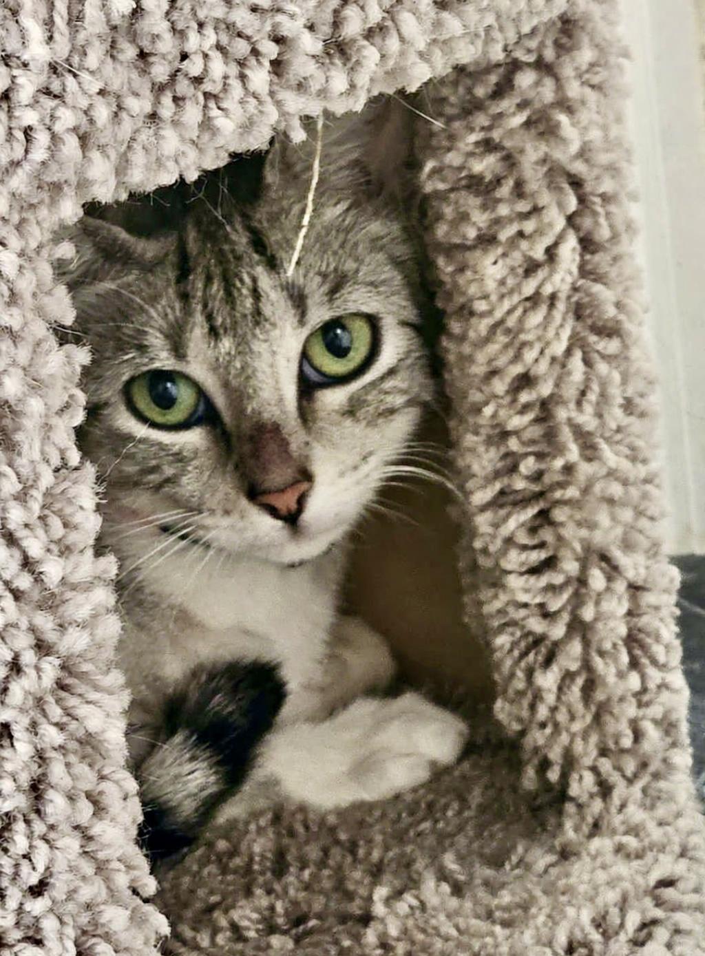 Enlarge Maddy , a ADOPTABLE mixed breed in Bethel, CT image 5/6