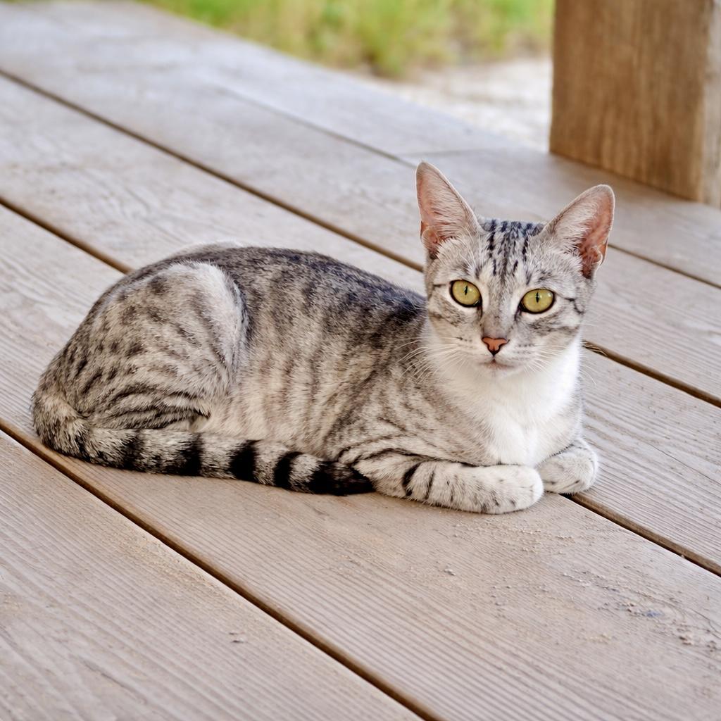 Enlarge Maddy , a ADOPTABLE mixed breed in Bethel, CT image 2/6
