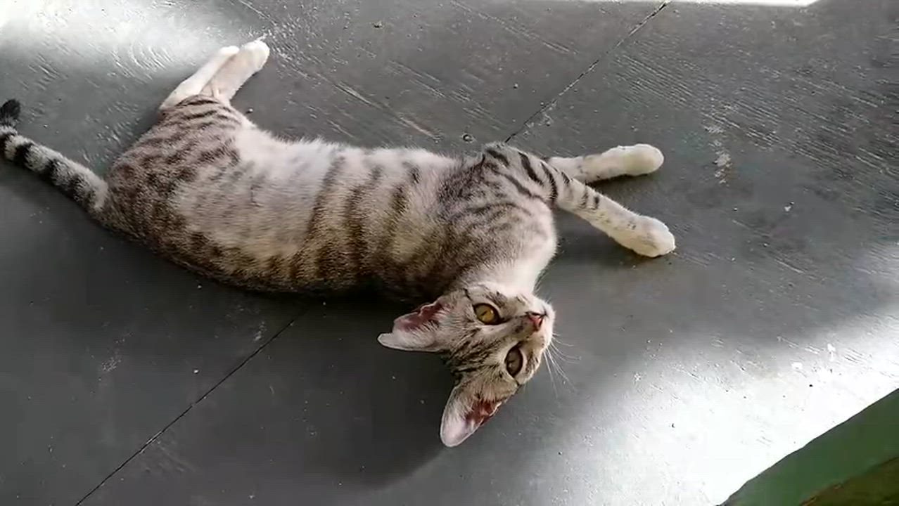 Enlarge Maddy , a ADOPTABLE mixed breed in Bethel, CT video 6/6