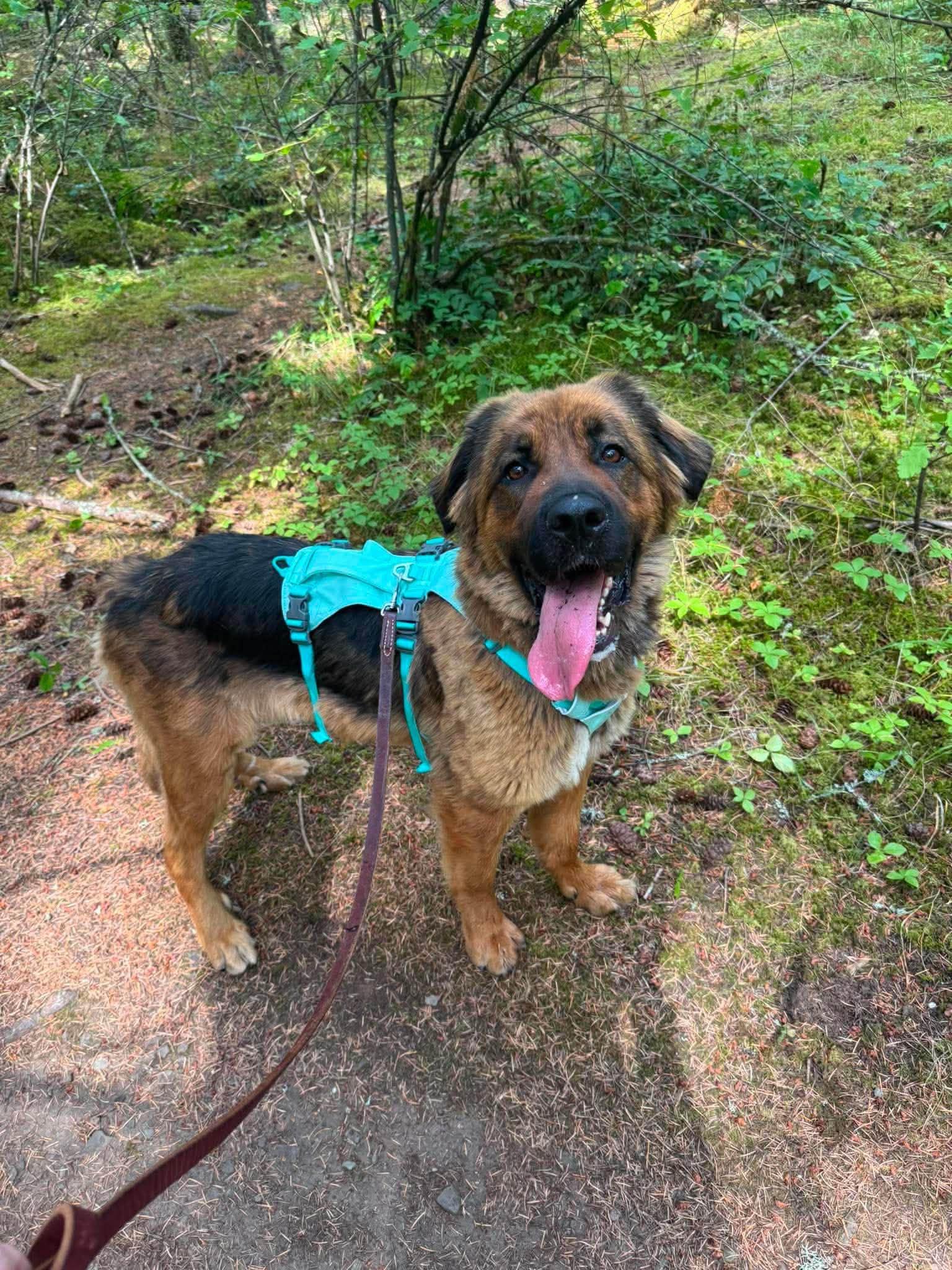 Mighty Mouse, Adoptable, Adult Female Shepherd & Bernese Mountain Dog.