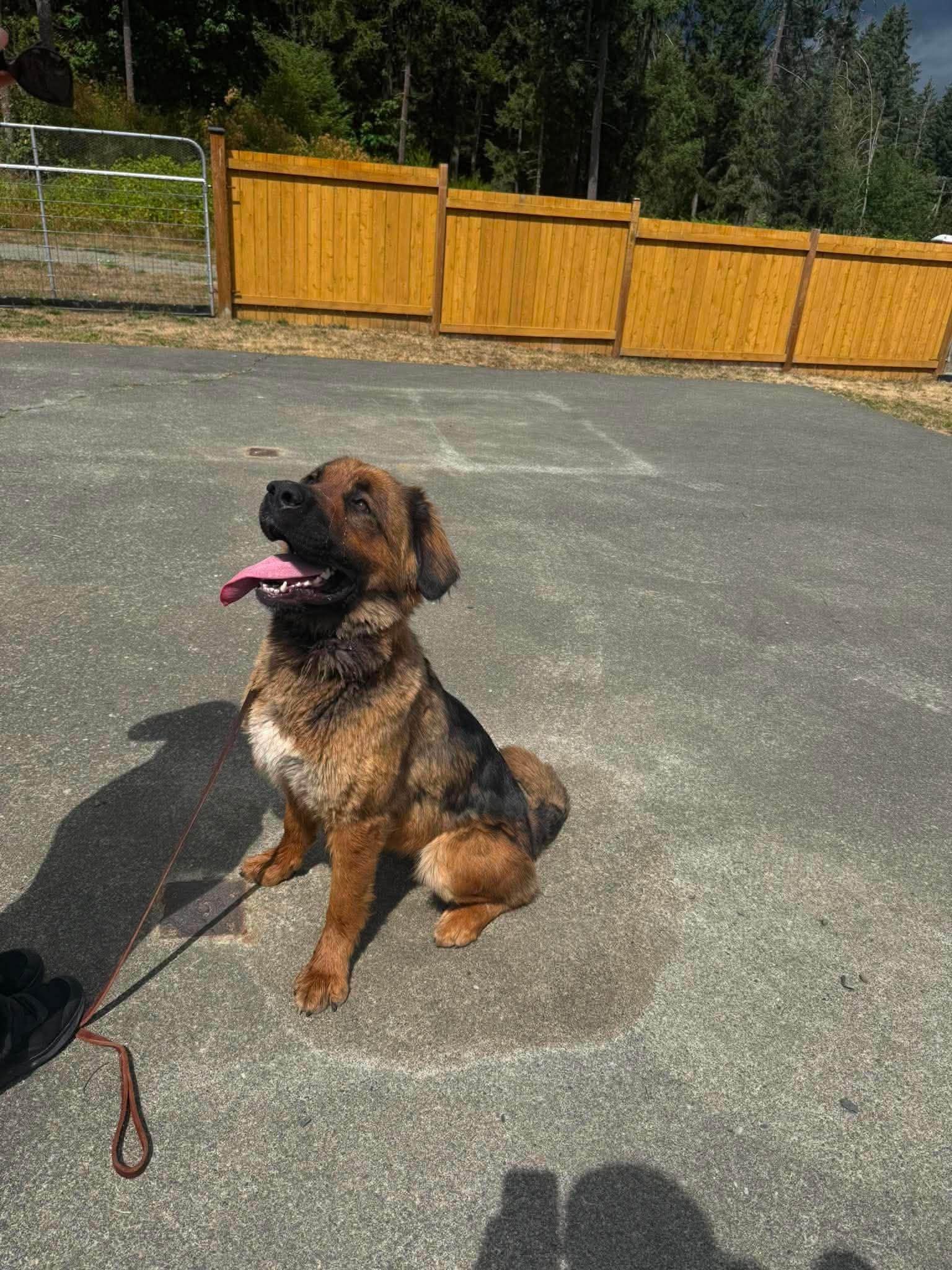 Enlarge Mighty Mouse, a Adoptable mixed breed in Lake Cowichan, BC image 2/5