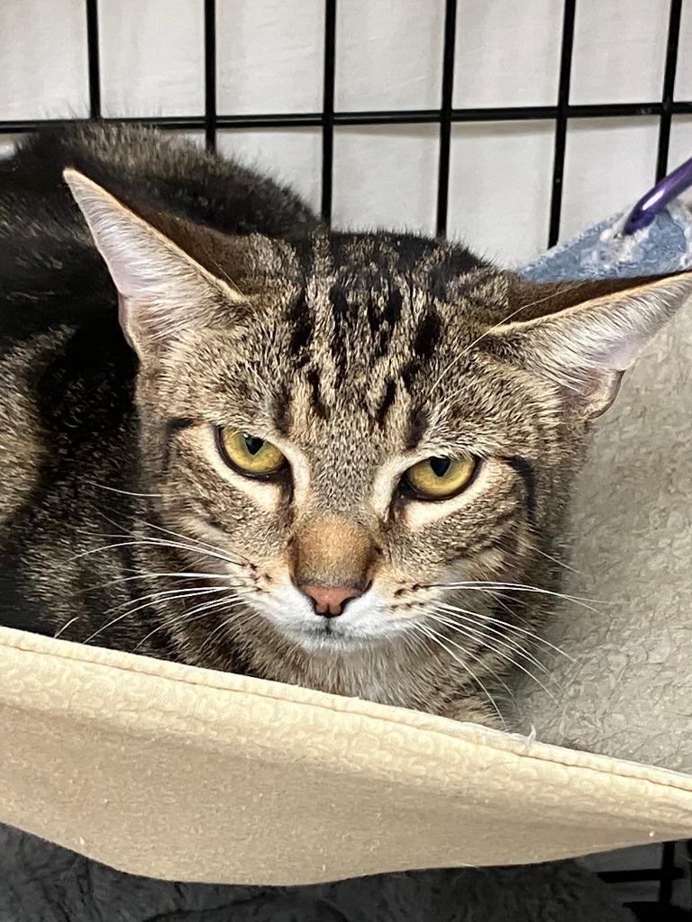 Enlarge Preston, a Adoptable mixed breed in Lunenburg, MA image 1/2