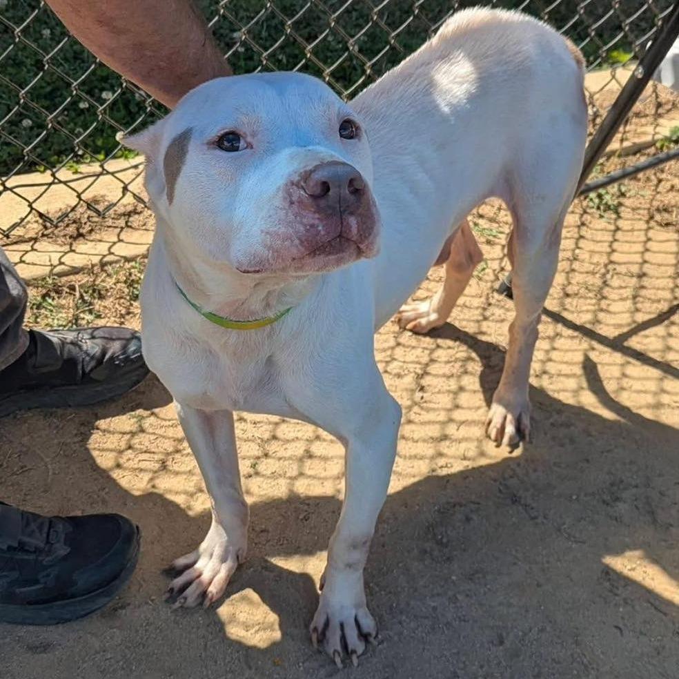 CLOUD Available NOW - ADOPTION or RESCUE!, a Adoptable Mixed Breed in Nashville, NC image 1/4