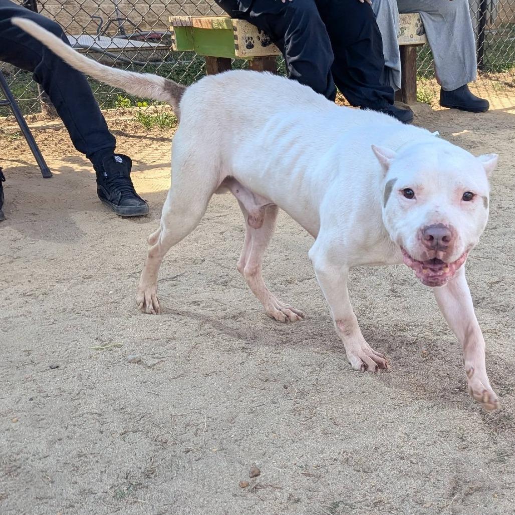 CLOUD Available NOW - ADOPTION or RESCUE!, a Adoptable Mixed Breed in Nashville, NC image 2/4