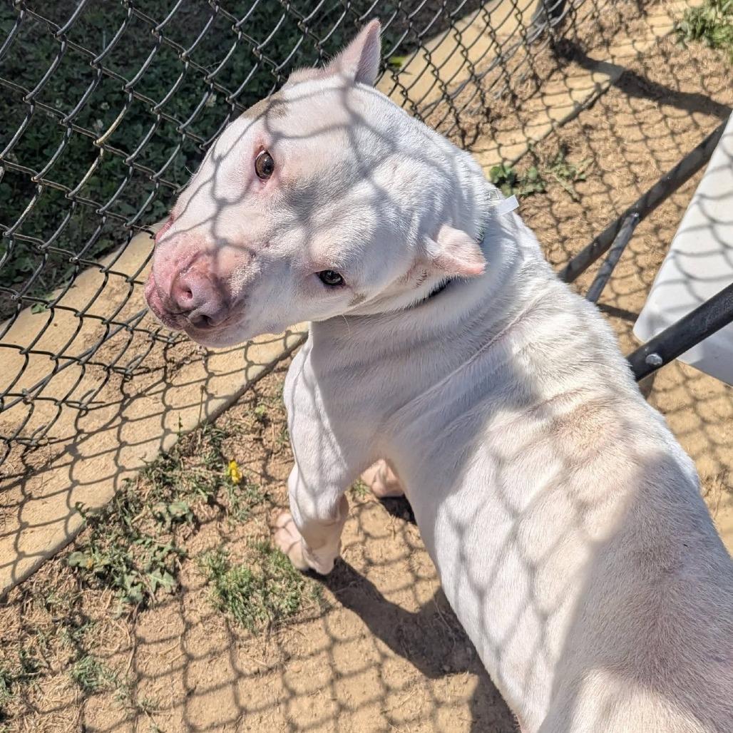 CLOUD Available NOW - ADOPTION or RESCUE!, a Adoptable Mixed Breed in Nashville, NC image 3/4