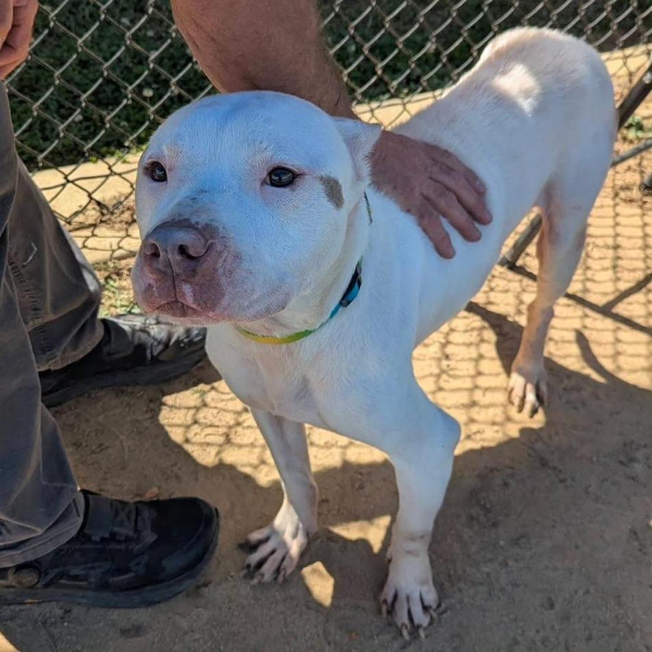 CLOUD Available NOW - ADOPTION or RESCUE!, a Adoptable Mixed Breed in Nashville, NC image 4/4