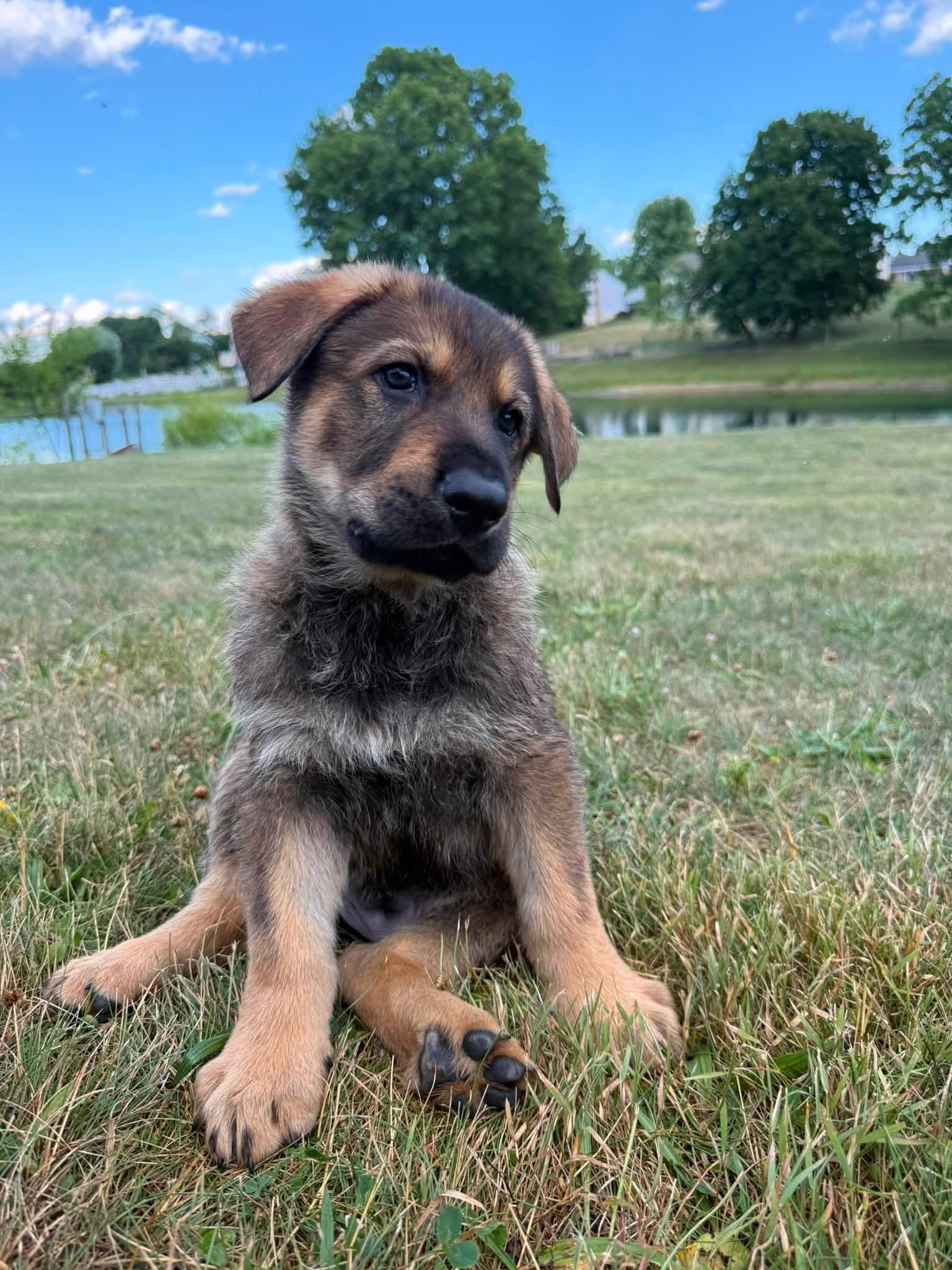 Enlarge Aswander, a ADOPTABLE German Shepherd Dog in Grantville, PA image 1/1