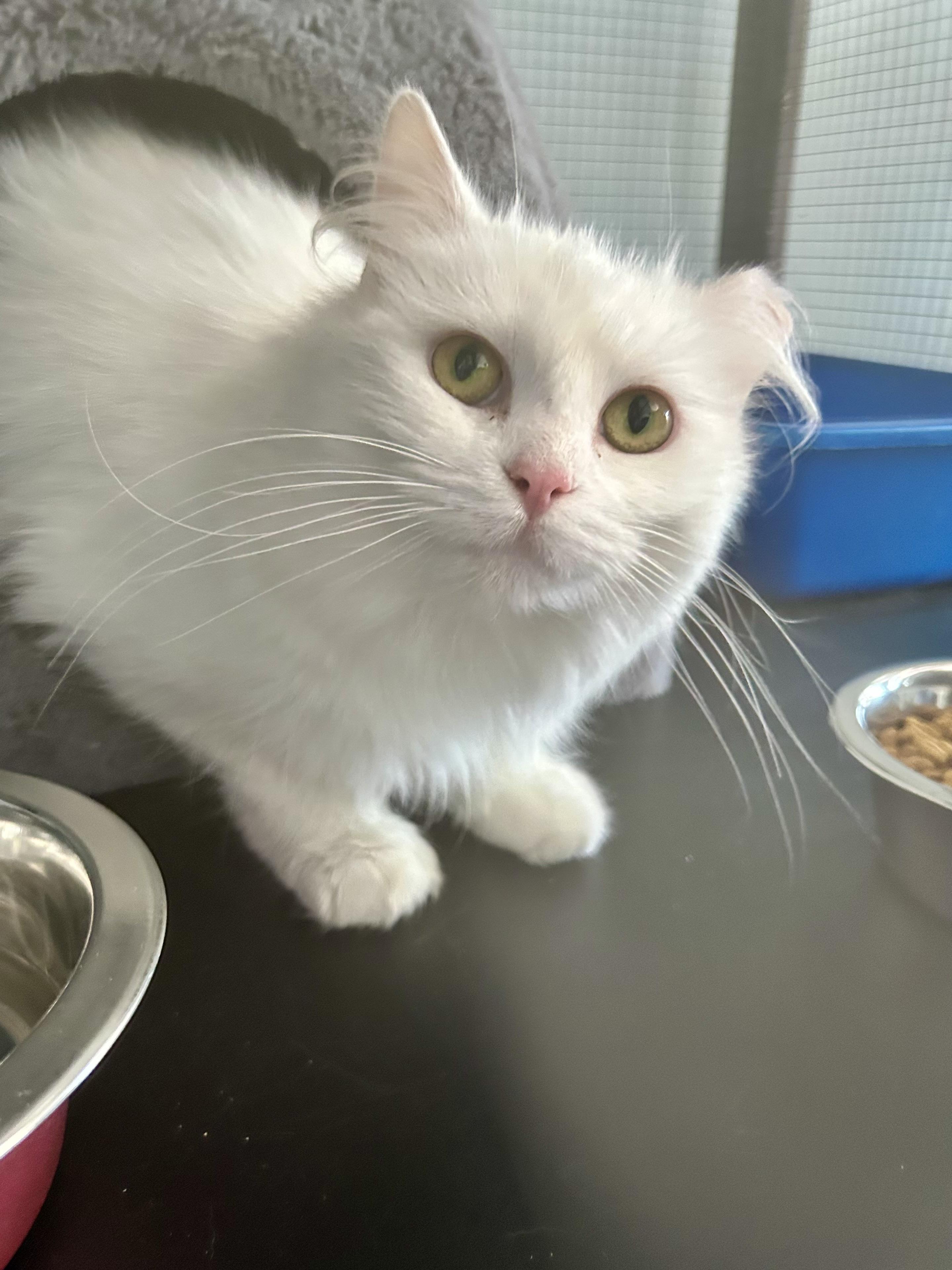Enlarge Gardenia, an adopted Domestic Long Hair in Grand Rapids, MI image 5/6