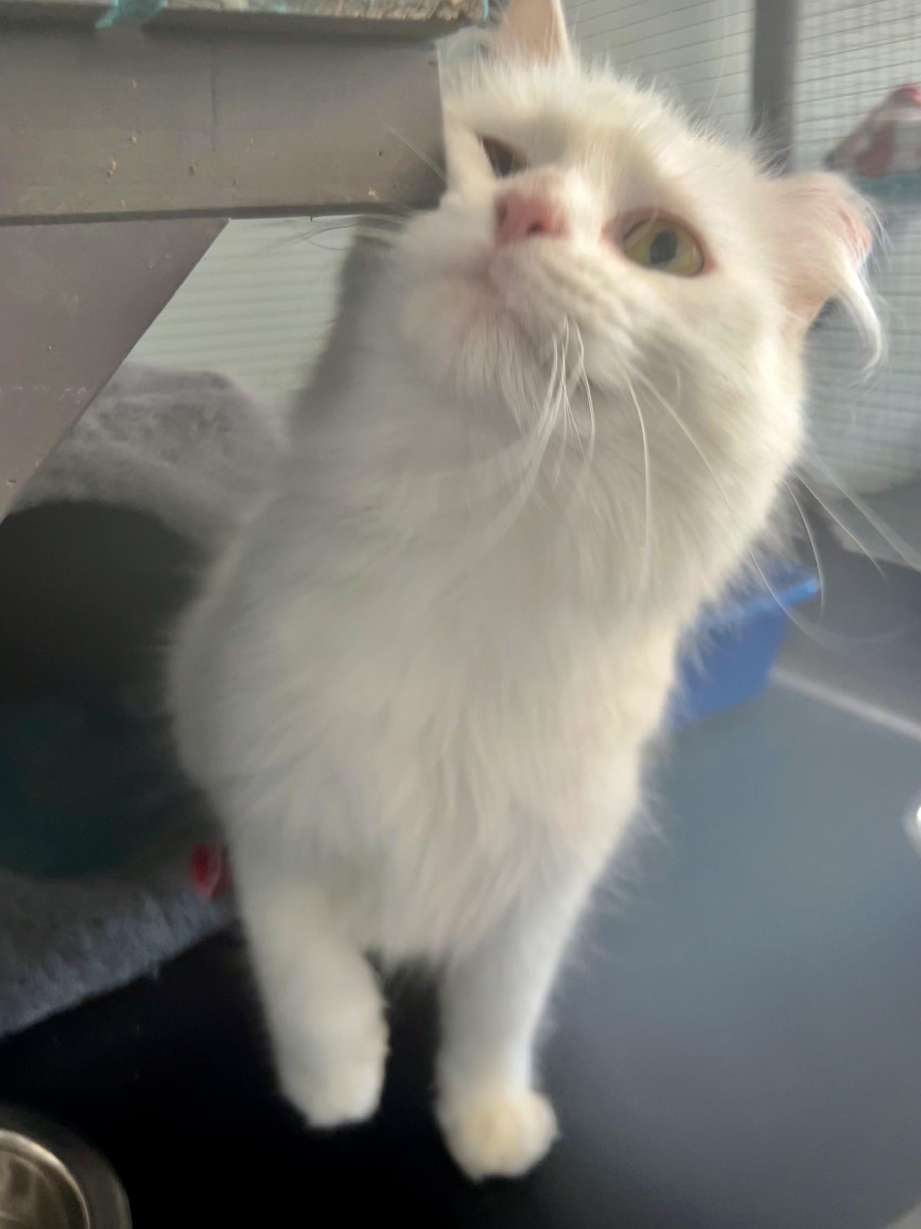 Enlarge Gardenia, an adopted Domestic Long Hair in Grand Rapids, MI image 2/6