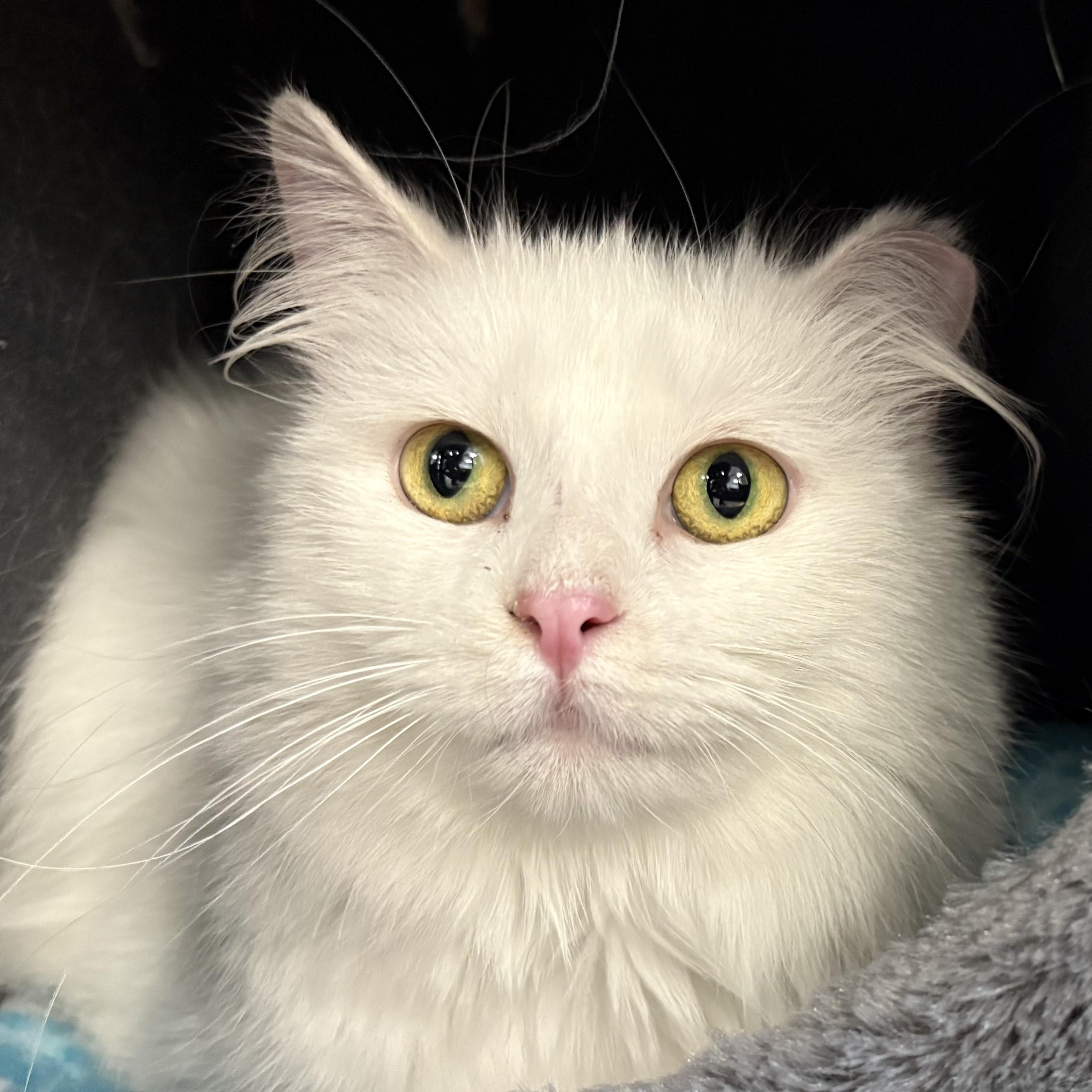 Enlarge Gardenia, an adopted Domestic Long Hair in Grand Rapids, MI image 6/6