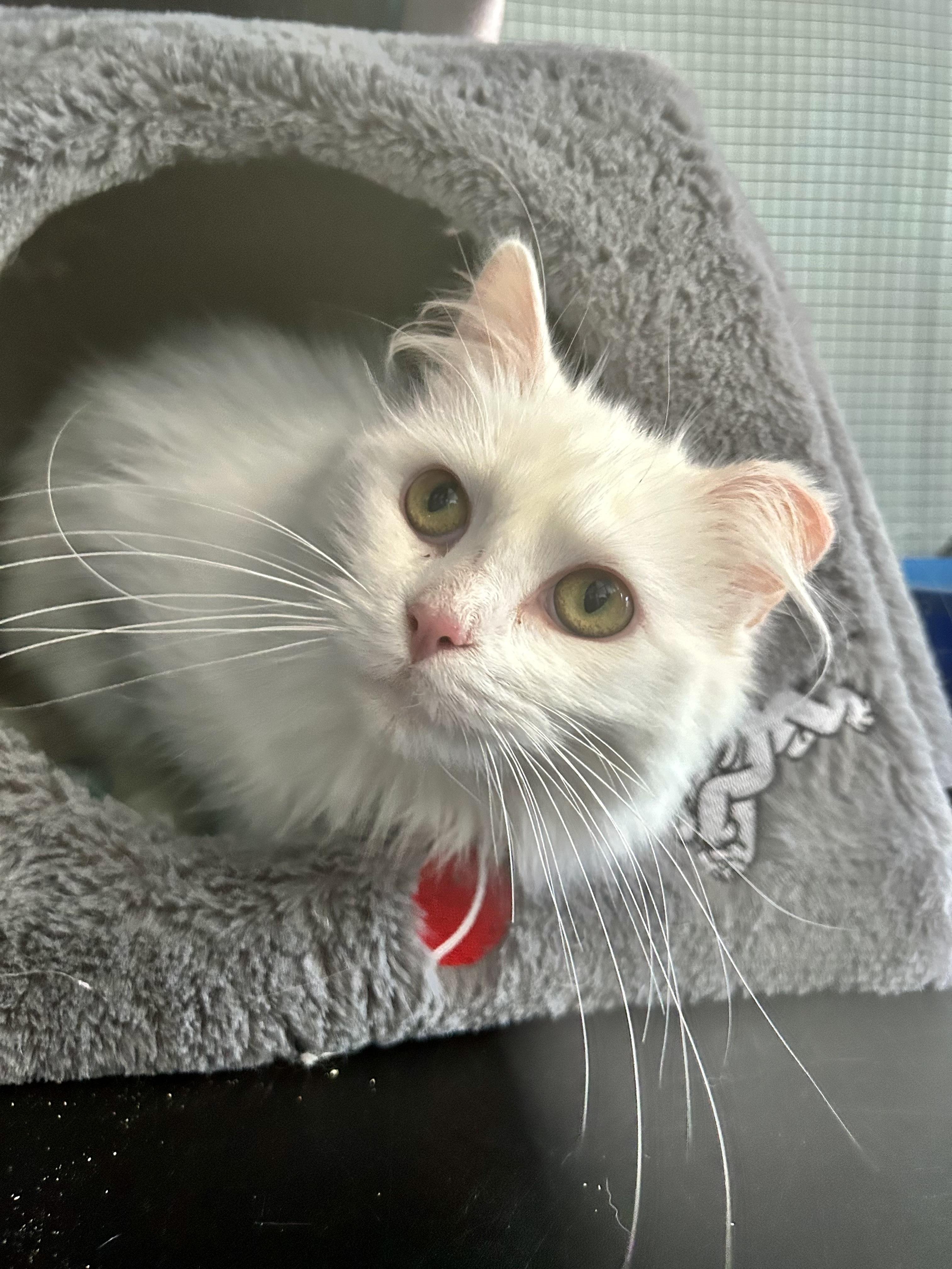 Gardenia, adopted, Young Female Domestic Long Hair.