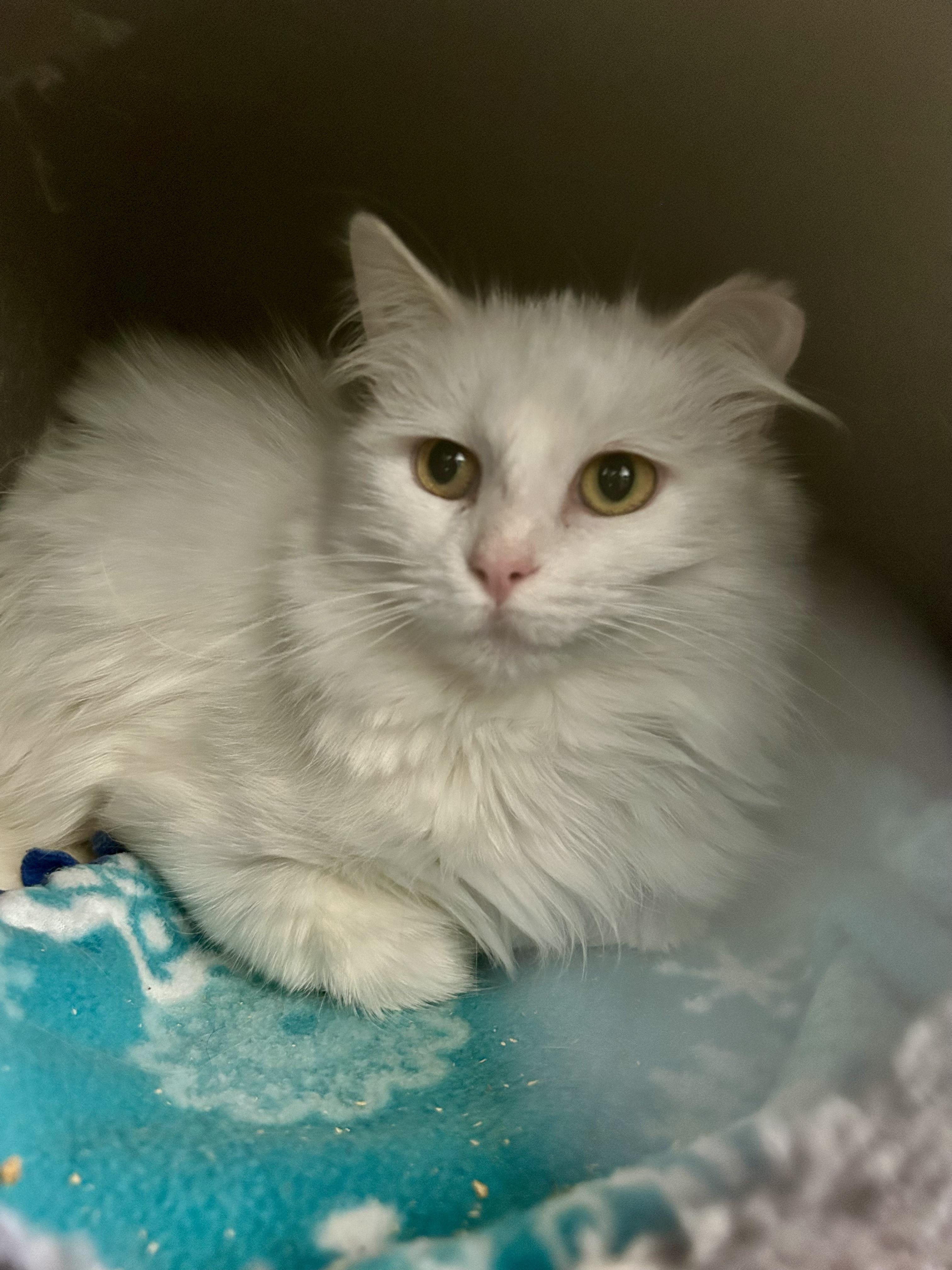 Enlarge Gardenia, an adopted Domestic Long Hair in Grand Rapids, MI image 3/6