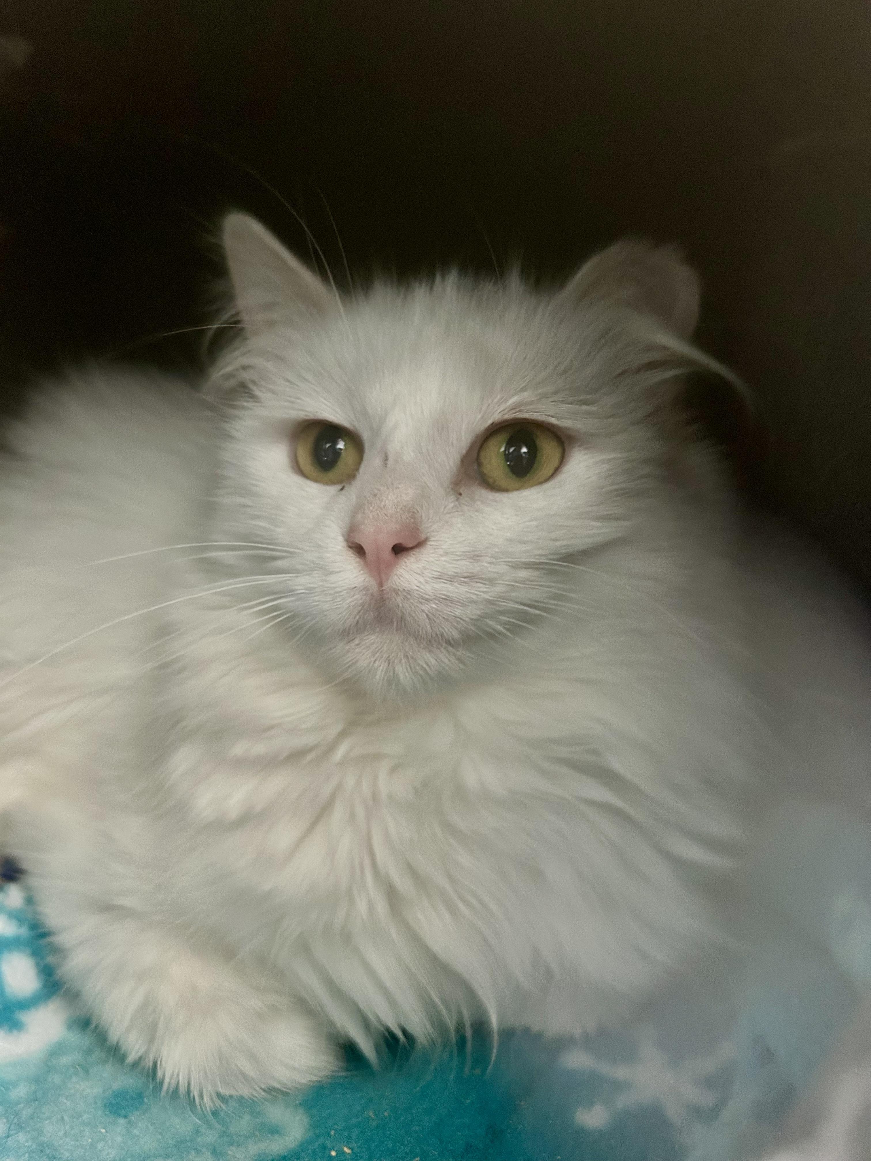 Enlarge Gardenia, an adopted Domestic Long Hair in Grand Rapids, MI image 4/6