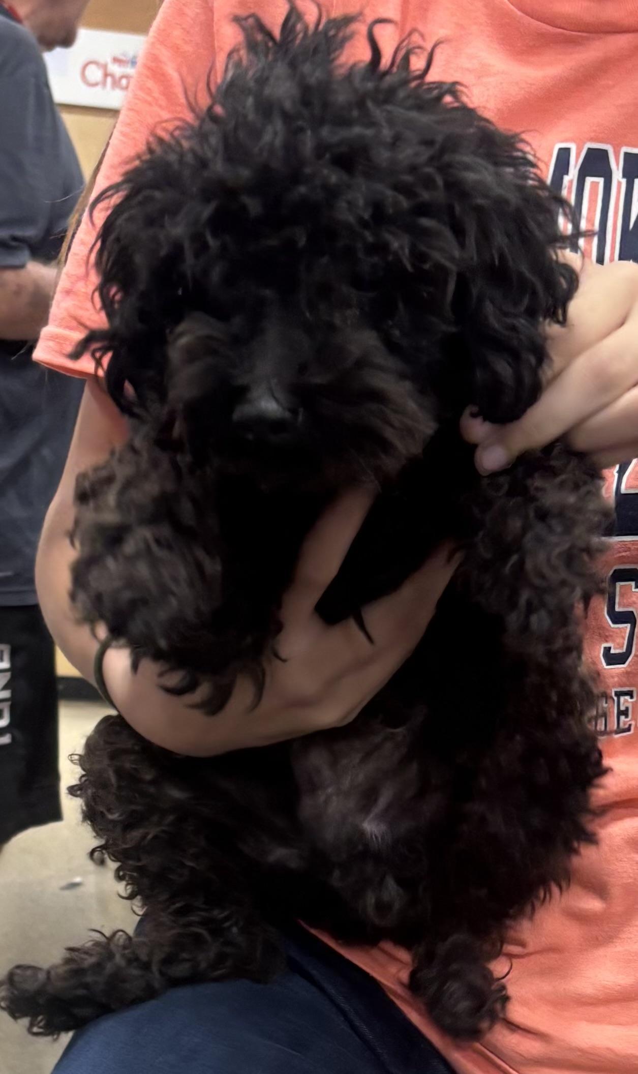 Dante, Adoptable, Adult Male Poodle (Toy).