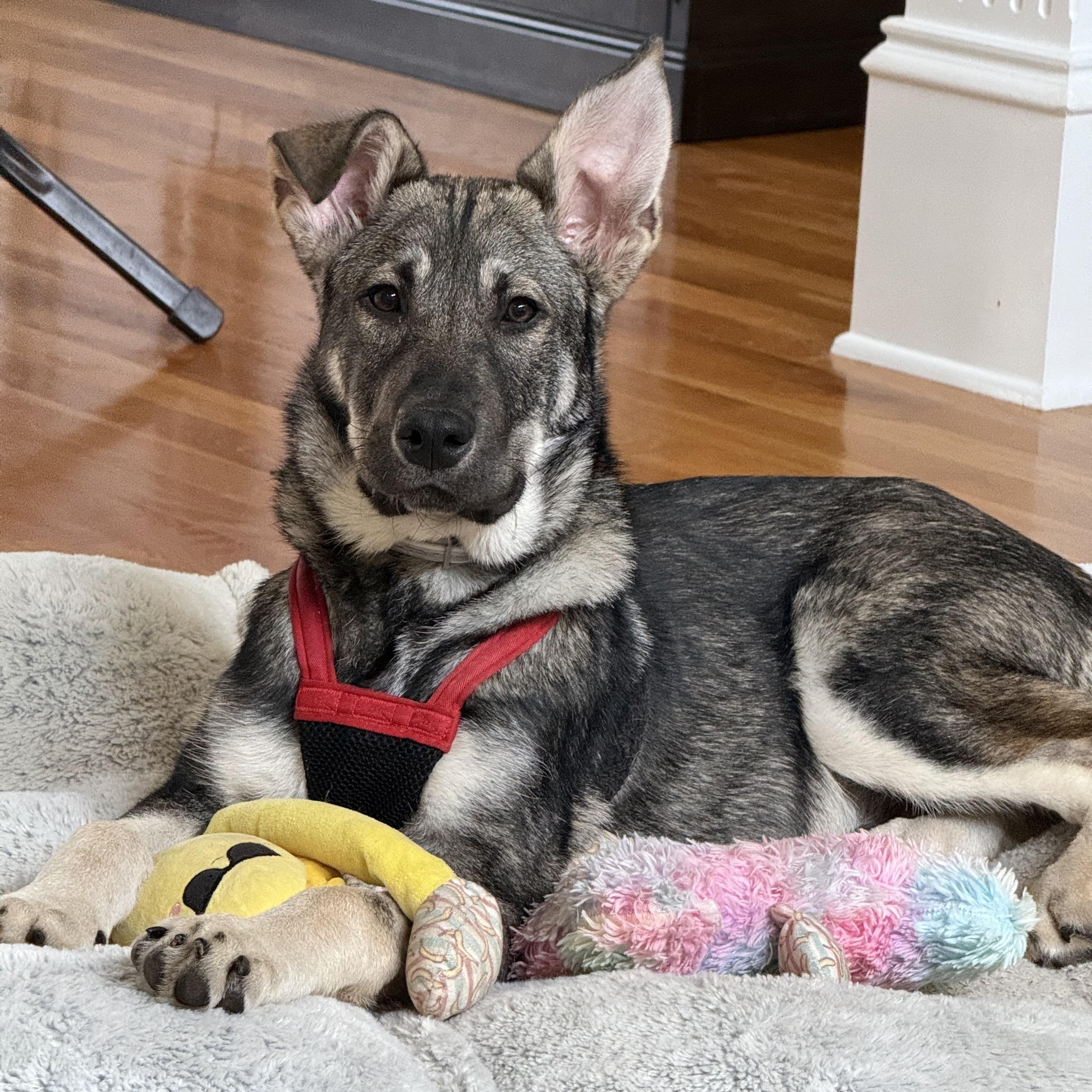 Moose, adopted, Young Male German Shepherd Dog.