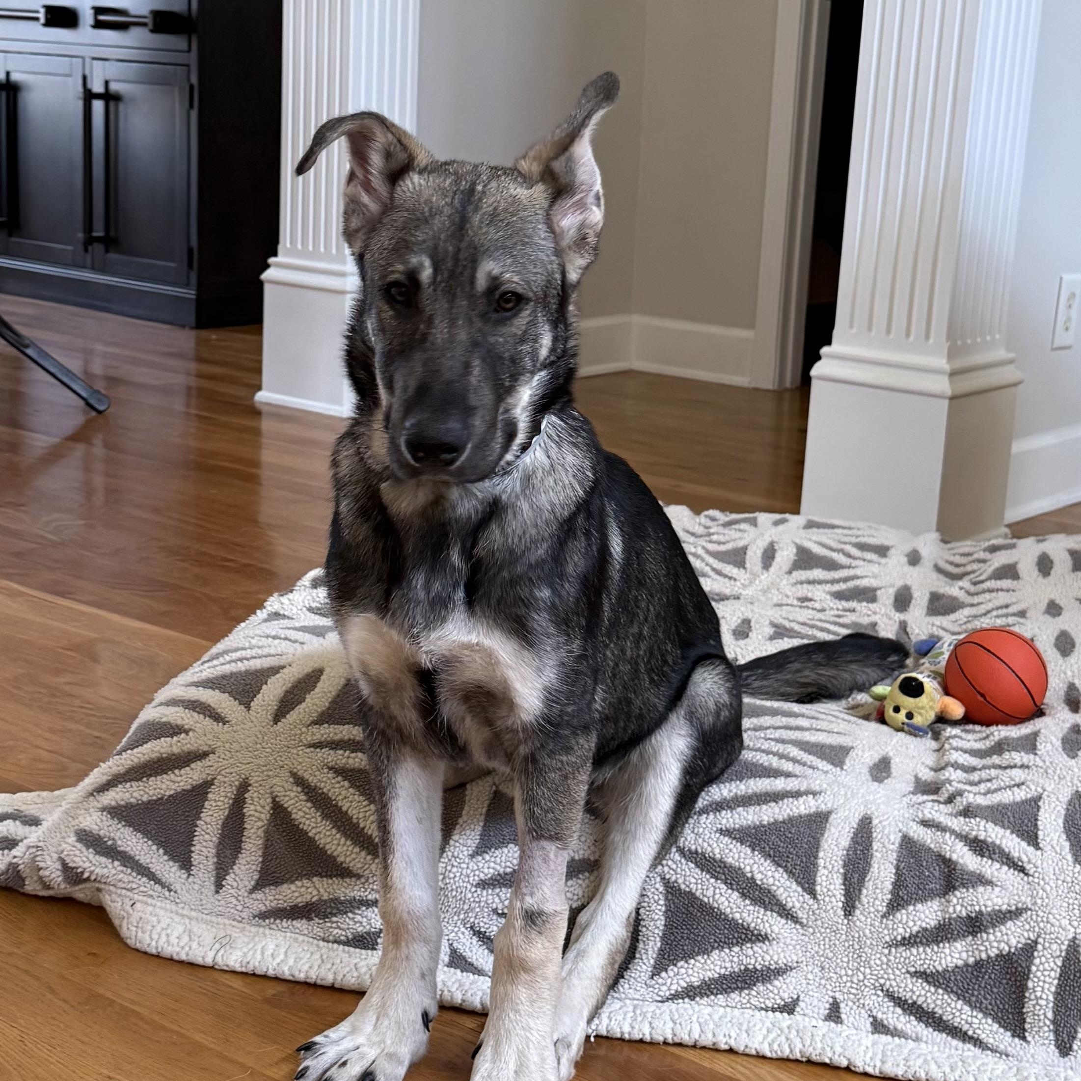 Enlarge Moose, an adopted German Shepherd Dog in Brentwood, TN image 2/2