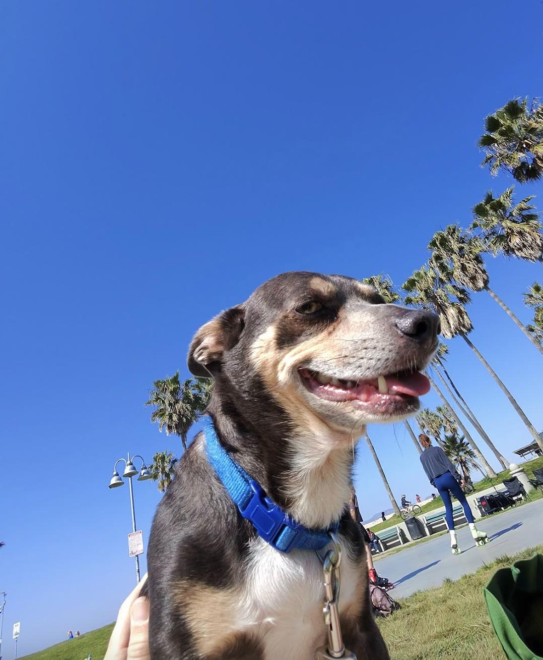 Chulo, a Adoptable Chihuahua in Los Angeles, CA image 2/5