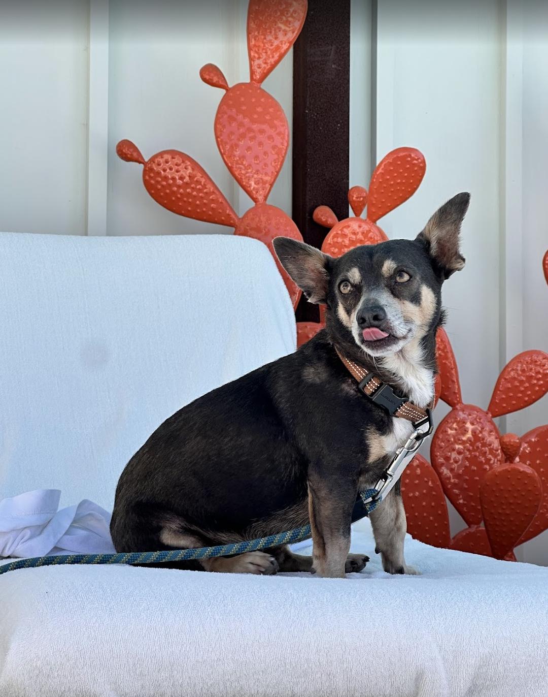 Chulo, a Adoptable Chihuahua in Los Angeles, CA image 3/5