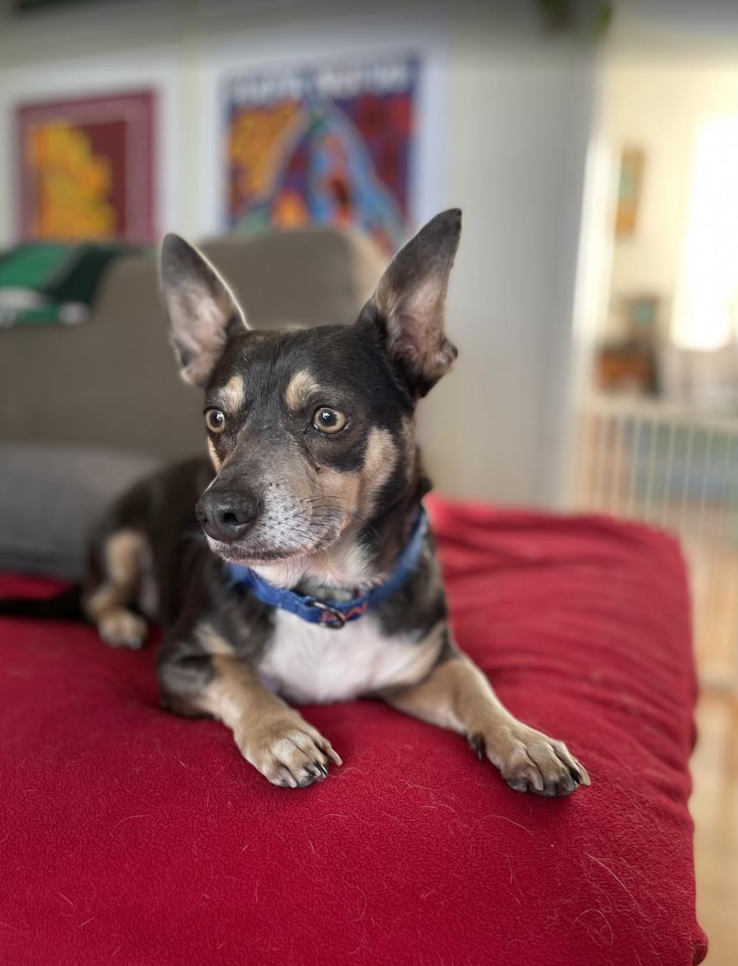 Chulo