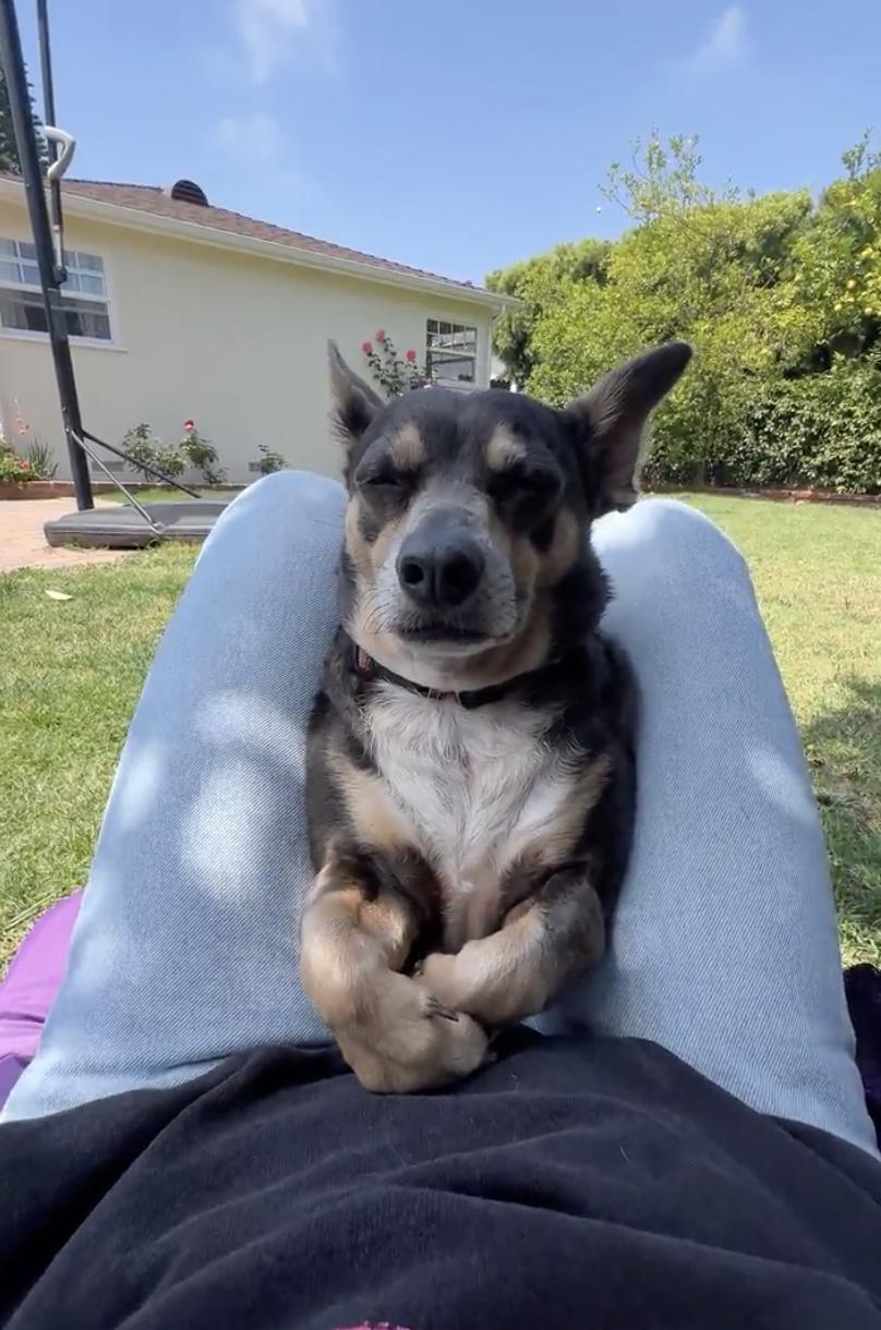 Chulo, a Adoptable Chihuahua in Los Angeles, CA image 4/5